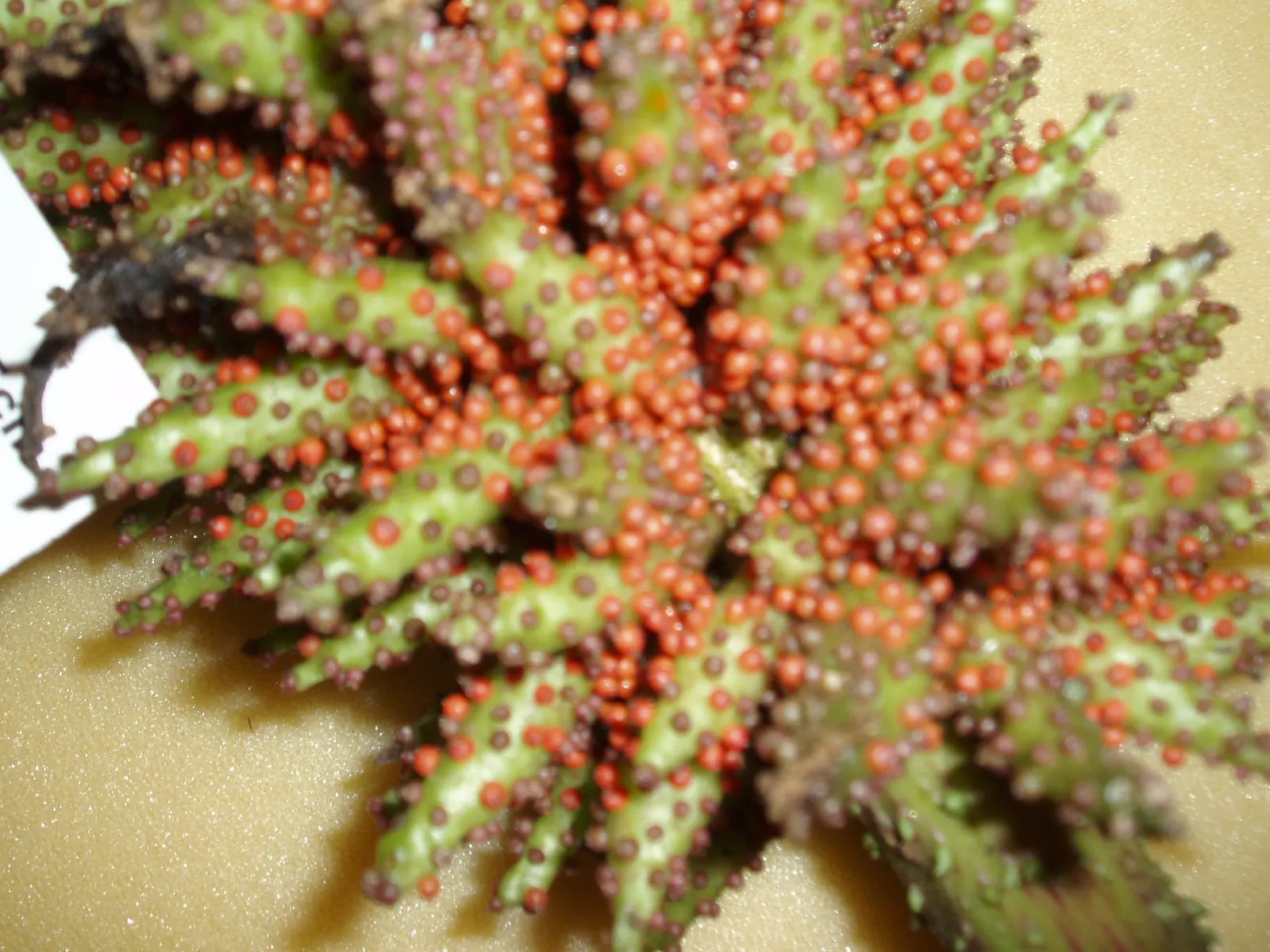 Chilean Gunnera, Dinosaur Food (Gunnera Tinctoria) — Its mammoth rhubarb-like leaves can span up to 8 feet, creating a dramatic canopy; boasting, image 49