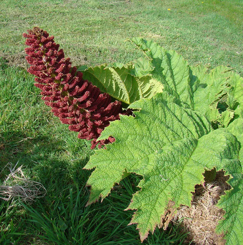 Chilean Gunnera, Dinosaur Food (Gunnera Tinctoria) — preferring partial to full shade and consistently moist; which can grow to 6 feet in length