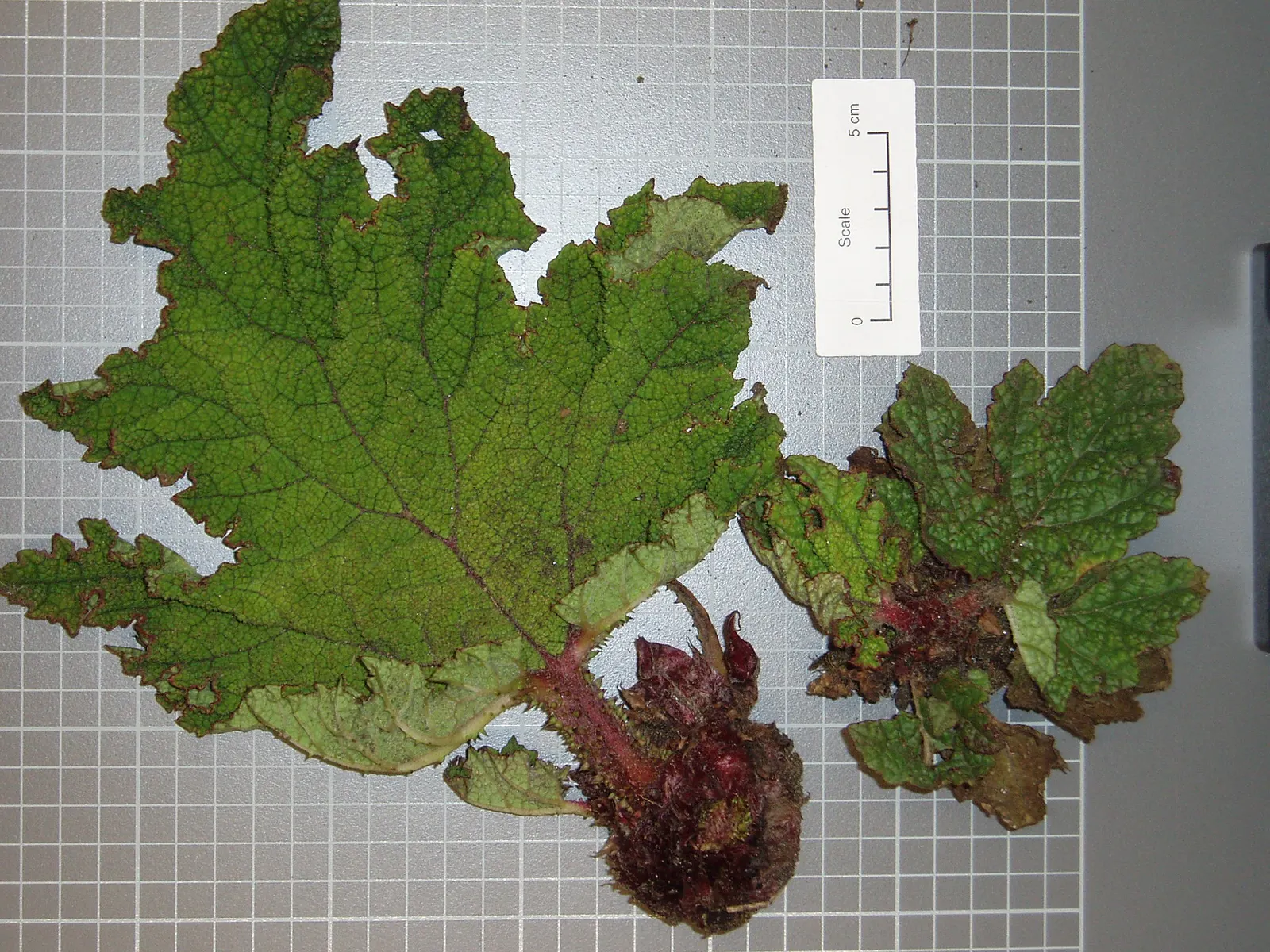 Chilean Gunnera, Dinosaur Food (Gunnera Tinctoria) — perennial plant hailing from the rainforest climates in South America; and their umbrella-like, image 55