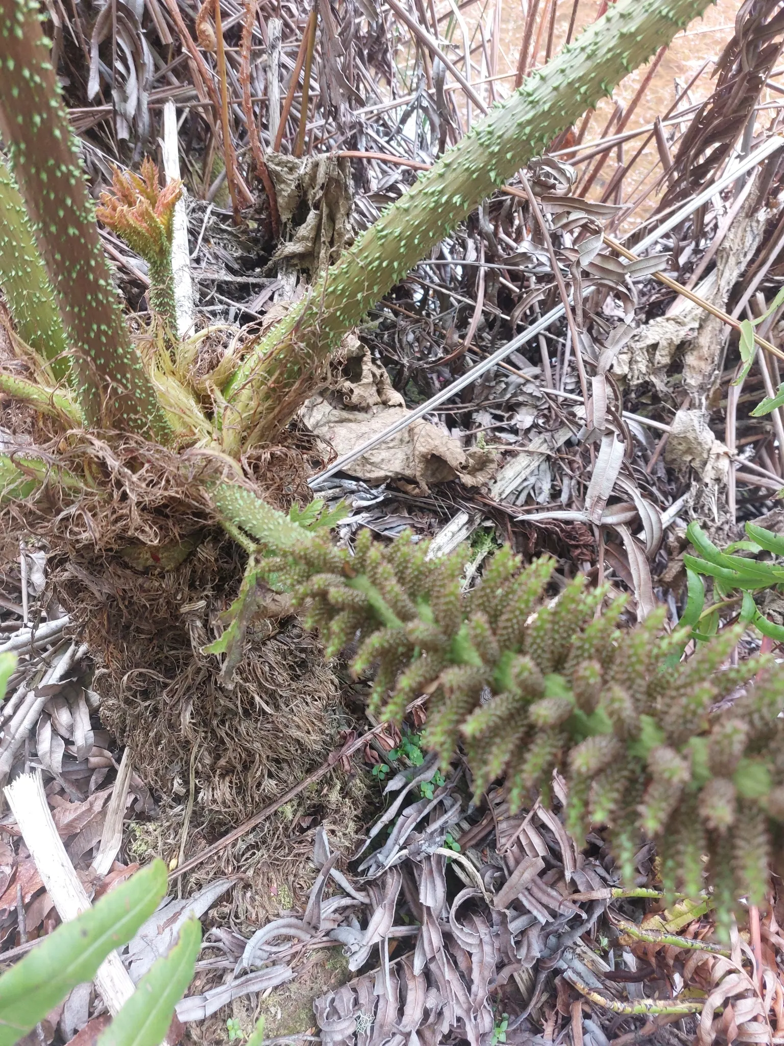 Chilean Gunnera, Dinosaur Food (Gunnera Tinctoria) — Ideal for waterside plantings; perennial plant hailing from the rainforest climates in South, image 51
