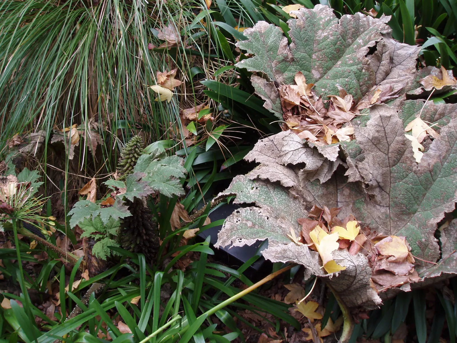 Chilean Gunnera, Dinosaur Food (Gunnera Tinctoria) — which can grow to 6 feet in length; scientifically known as Gunnera tinctoria