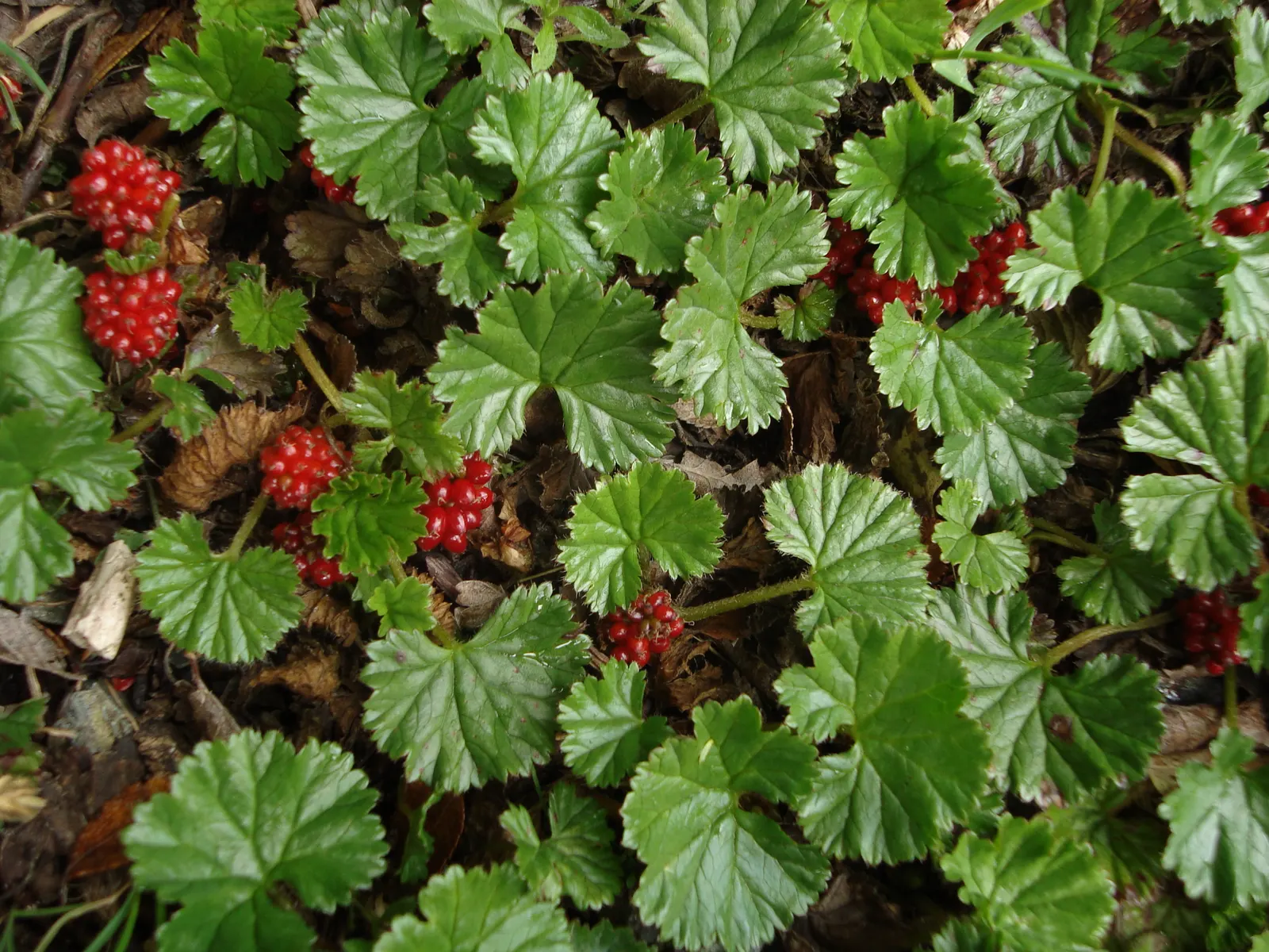 Chilean Gunnera, Dinosaur Food (Gunnera Tinctoria) — perennial plant hailing from the rainforest climates in South America; and their umbrella-like formation