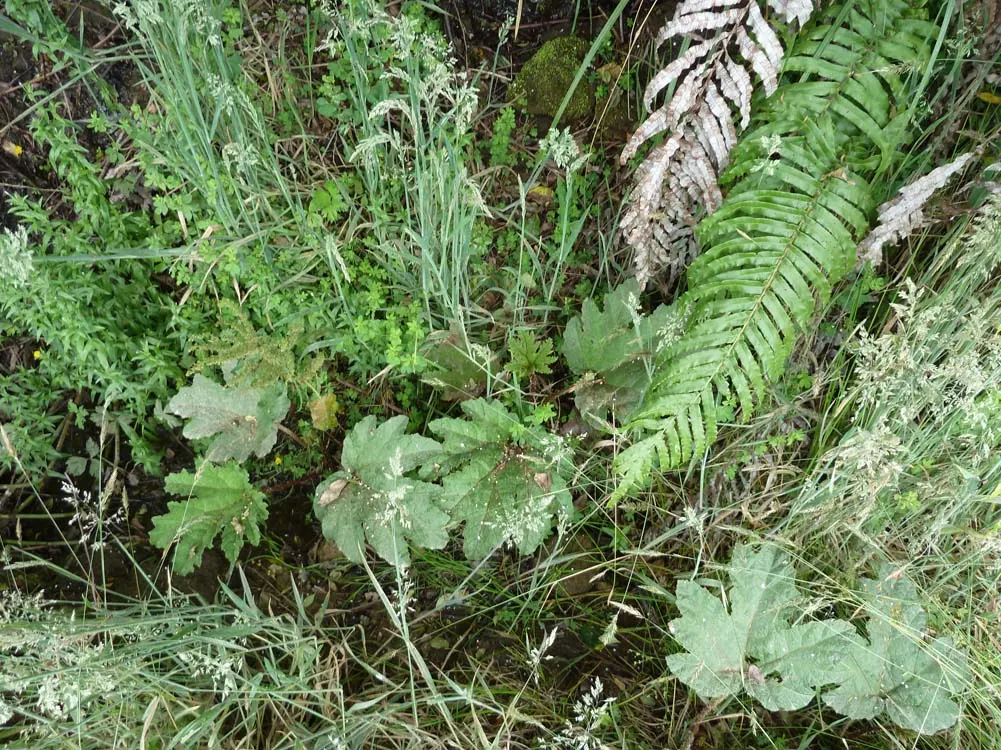 Chilean Gunnera, Dinosaur Food (Gunnera Tinctoria) — Scientifically known as Gunnera tinctoria