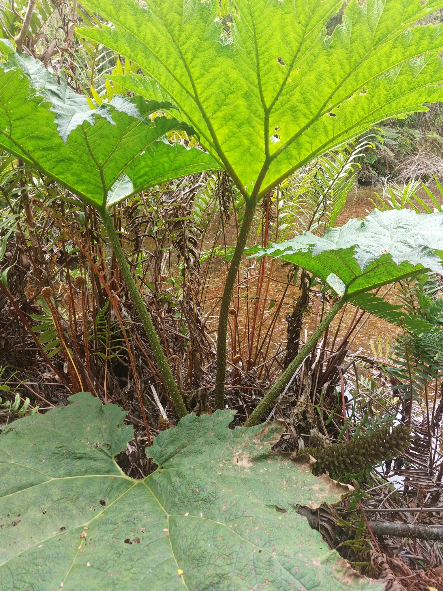 Chilean Gunnera, Dinosaur Food (Gunnera Tinctoria) — to accommodate its sprawling growth habit and hefty stature; aquatic / perennial for half or, image 53