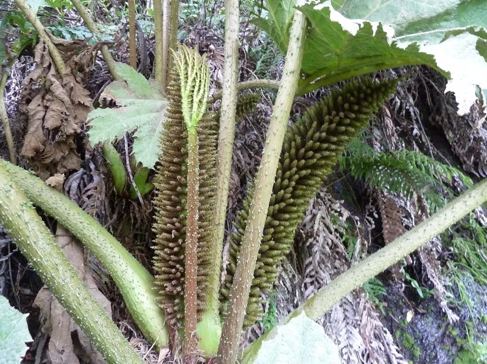 Chilean Gunnera, Dinosaur Food (Gunnera Tinctoria) — the Chilean Gunnera produces erect