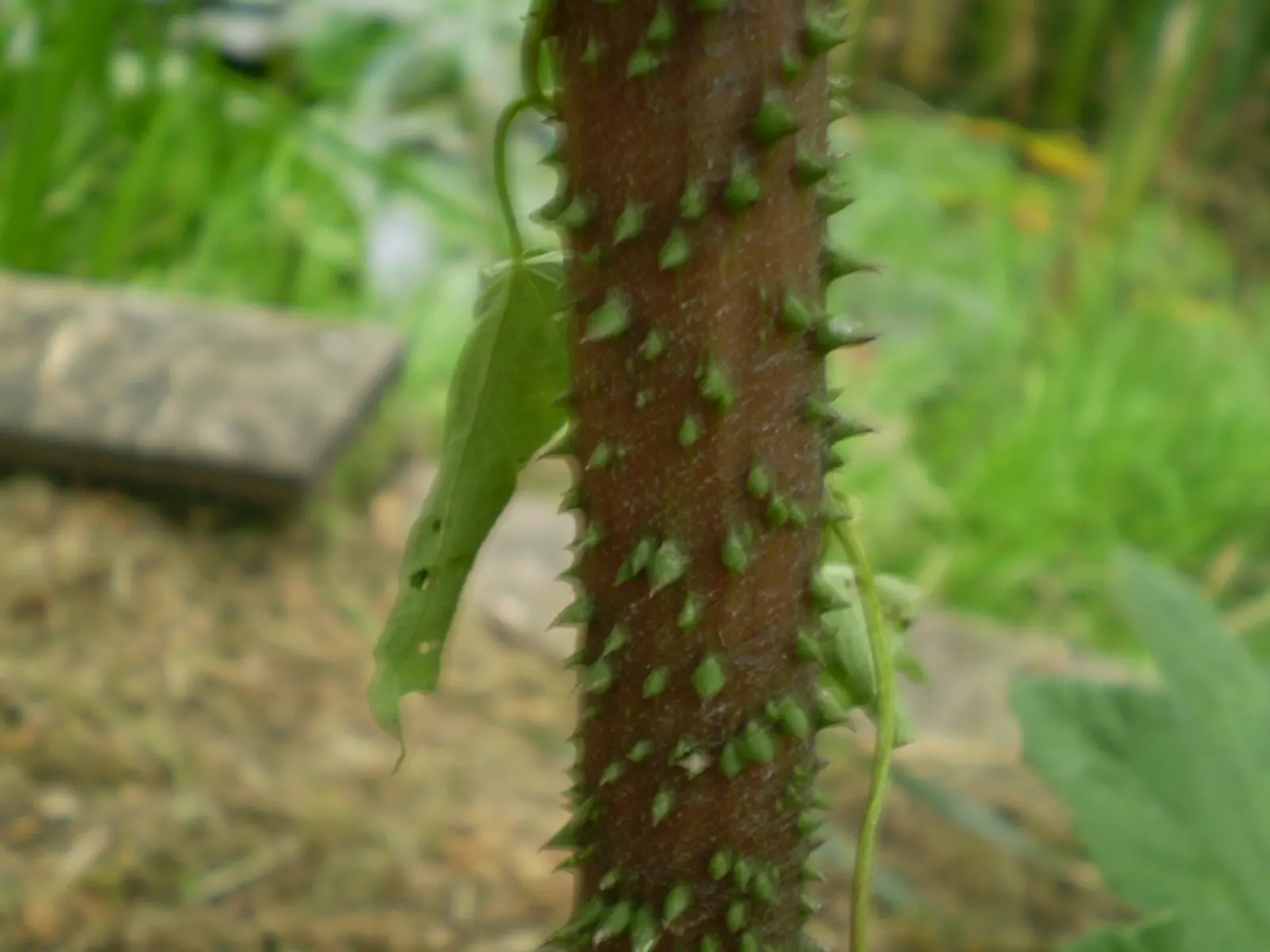 Chilean Gunnera, Dinosaur Food (Gunnera Tinctoria) — commonly referred to as Dinosaur Food or Giant Rhubarb