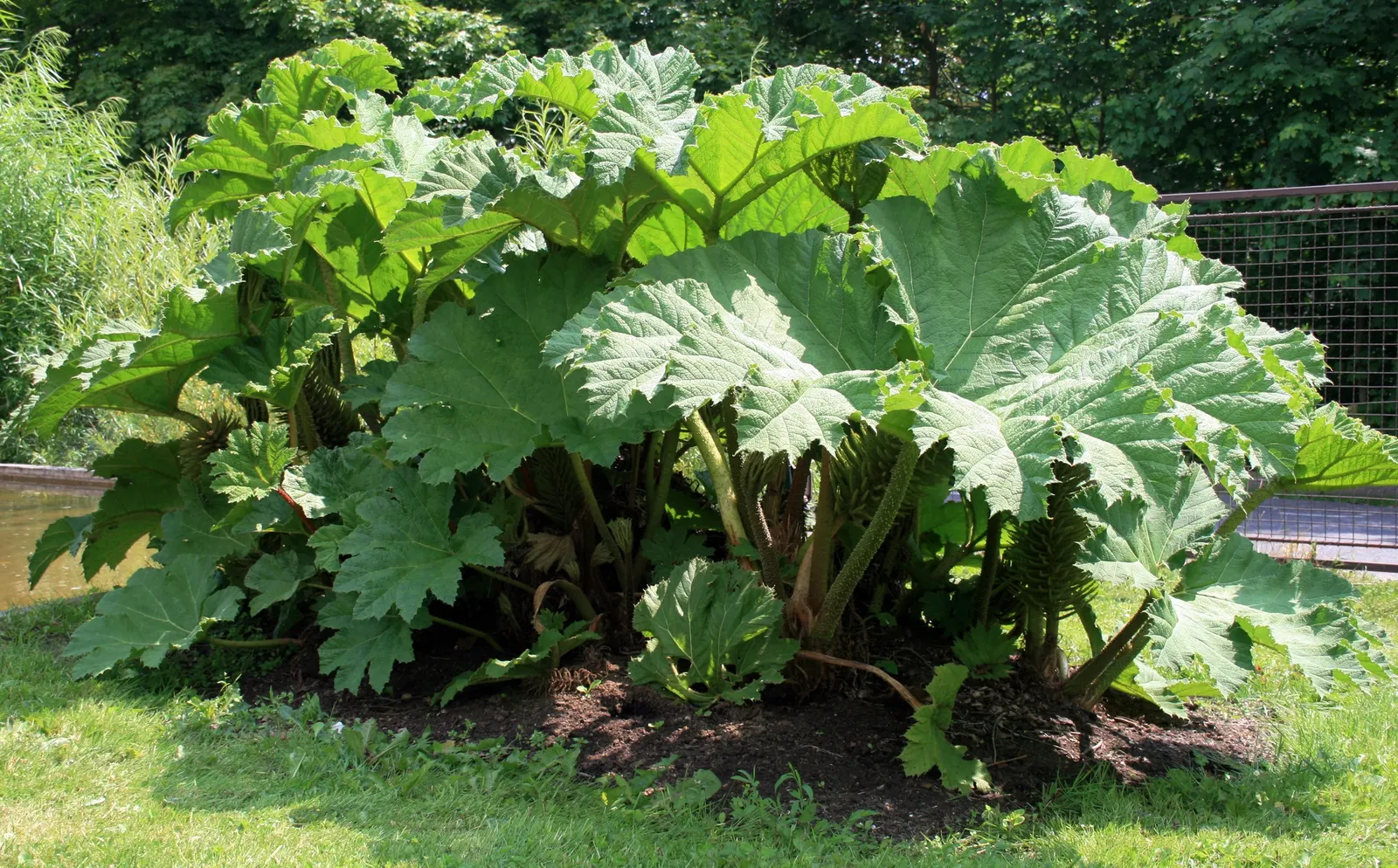 Chilean Gunnera, Dinosaur Food (Gunnera Tinctoria) — also known as Dinosaur Food (Gunnera tinctoria); suited for zones 7-10, it thrives in moist, humus-rich
