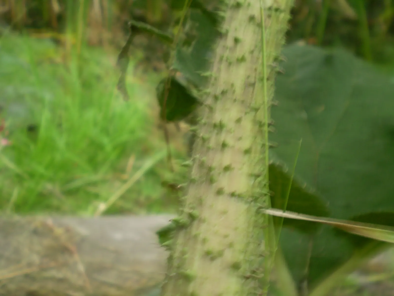 Chilean Gunnera, Dinosaur Food (Gunnera Tinctoria) — coarse-textured leaves that can reach an impressive span of up to 8 feet across; ideal for, image 57