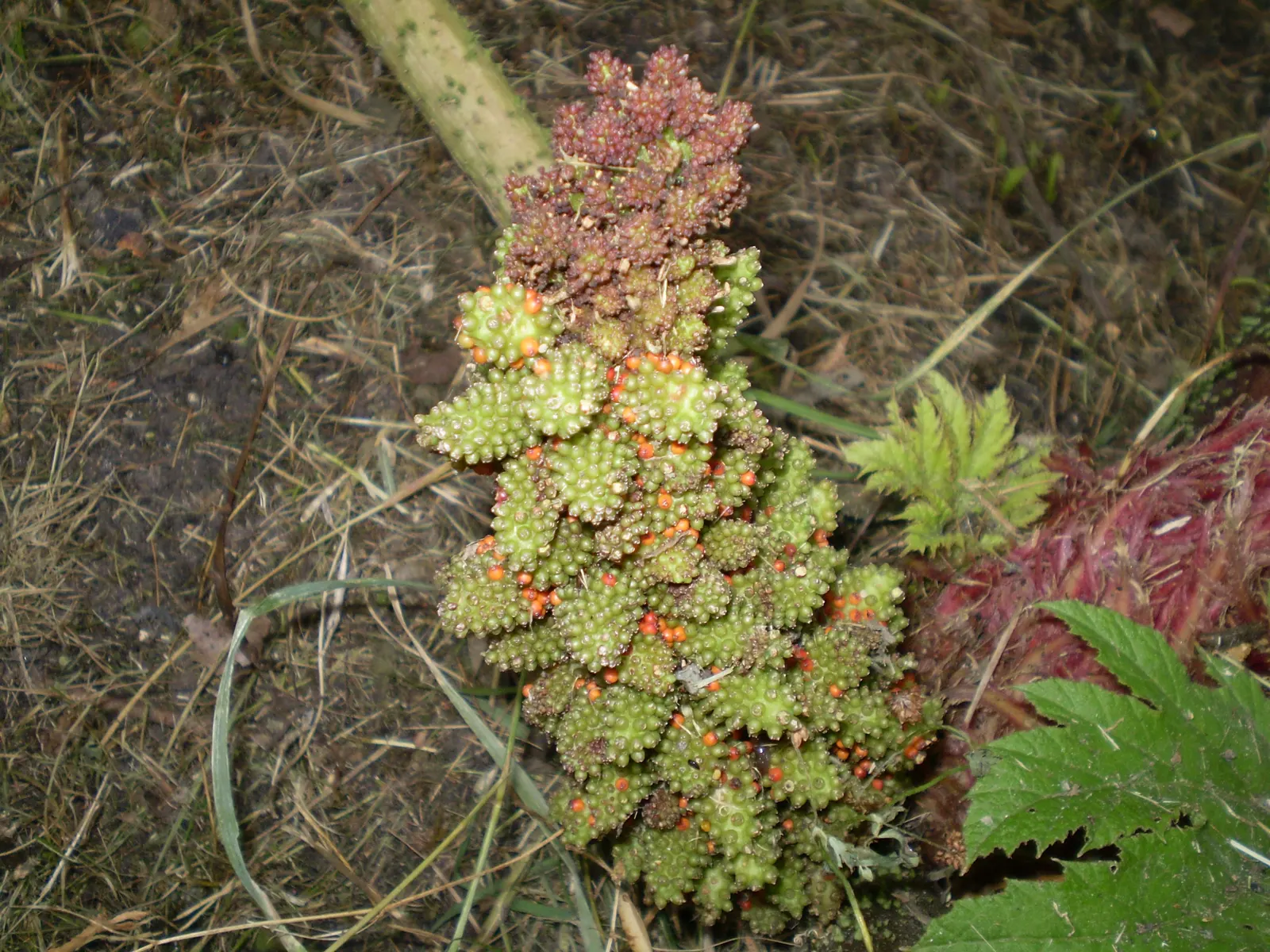 Chilean Gunnera, Dinosaur Food (Gunnera Tinctoria) — conical inflorescences that can attain heights of up to 6 feet