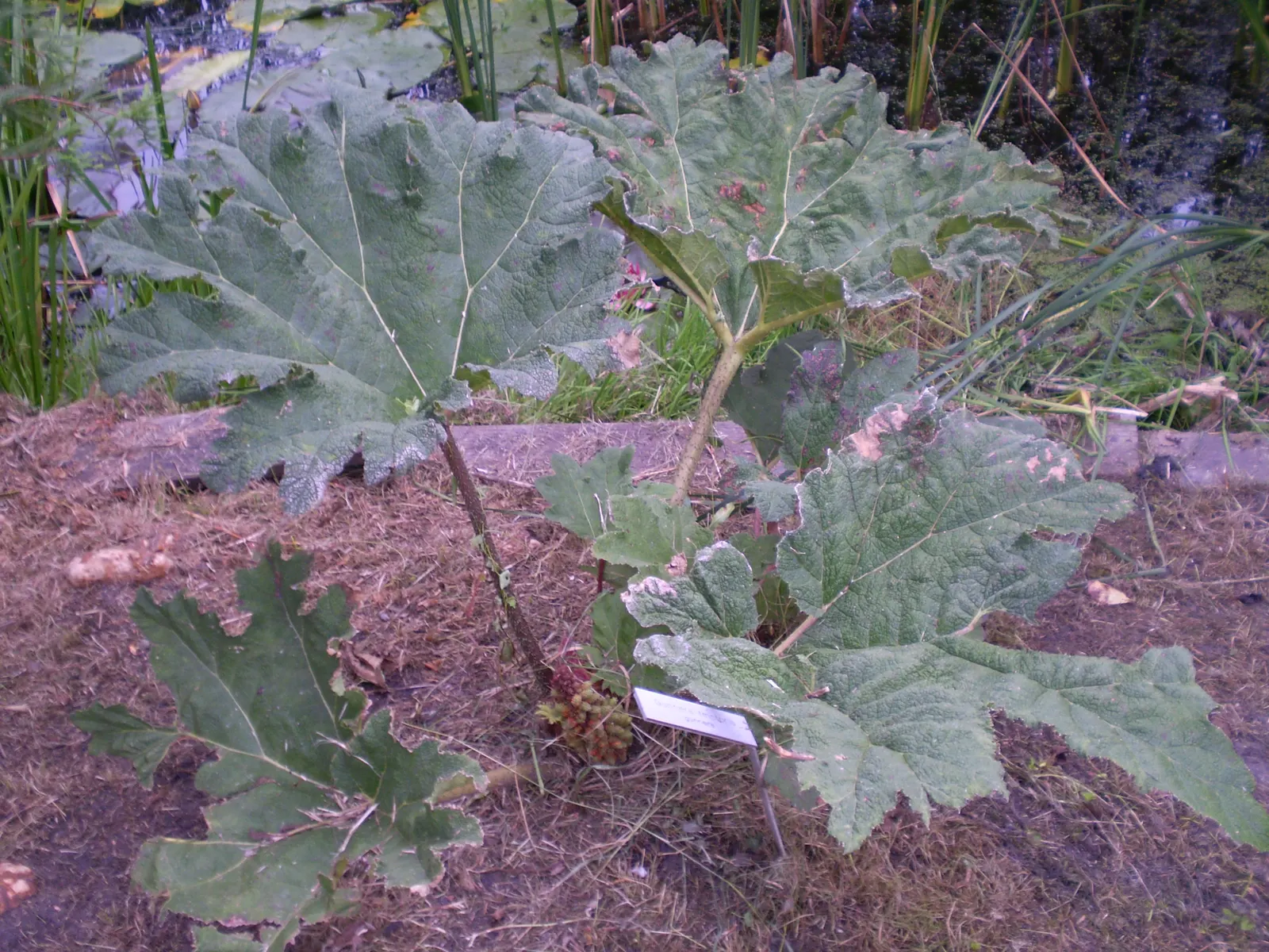Chilean Gunnera, Dinosaur Food (Gunnera Tinctoria) — Its mammoth rhubarb-like leaves can span up to 8 feet, creating a dramatic canopy