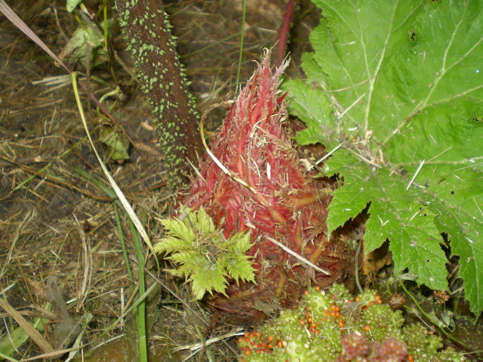 Chilean Gunnera, Dinosaur Food (Gunnera Tinctoria) — and their umbrella-like formation is supported on thick