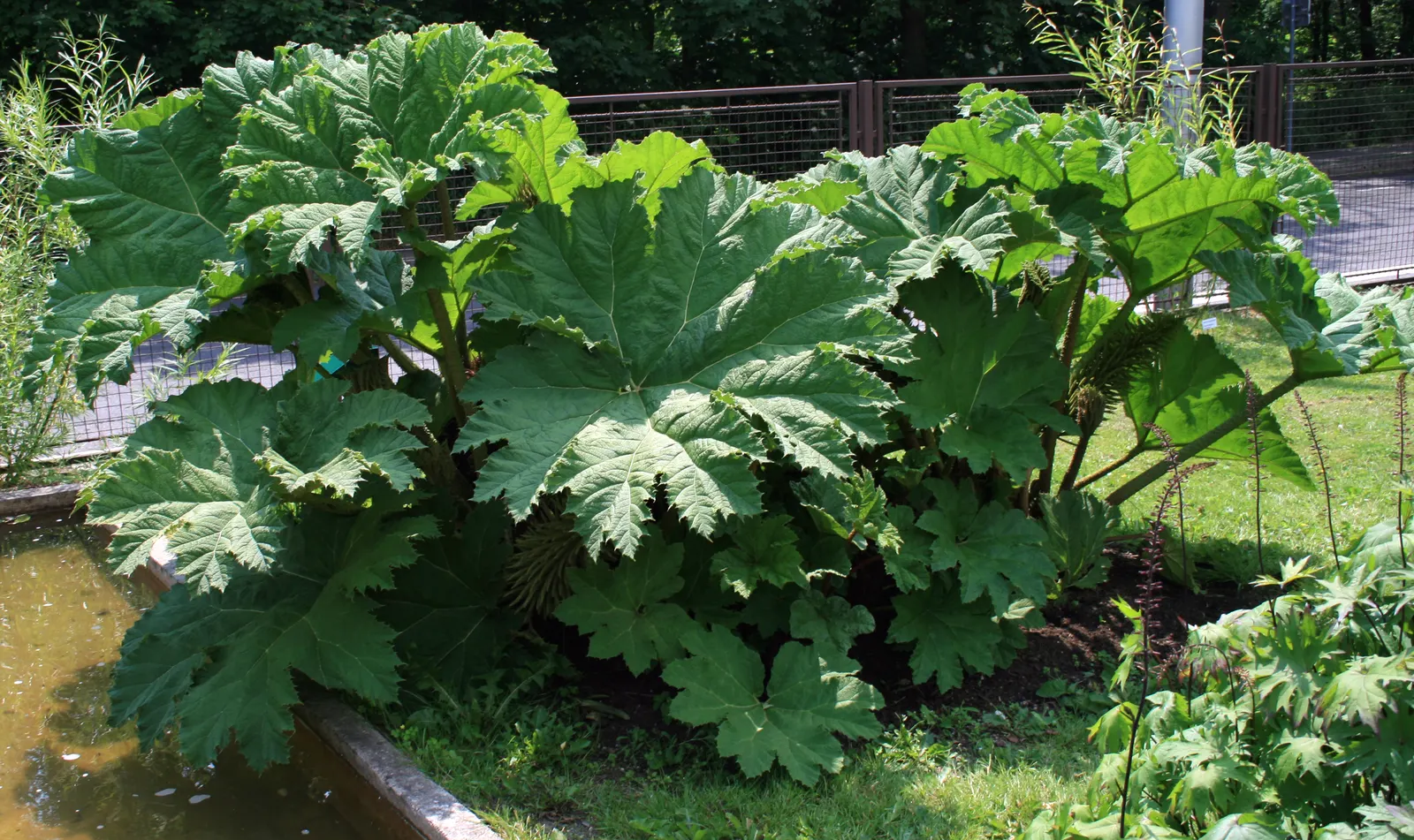 Chilean Gunnera, Dinosaur Food (Gunnera Tinctoria) — It requires ample room to grow, potentially spreading up to 10 feet wide