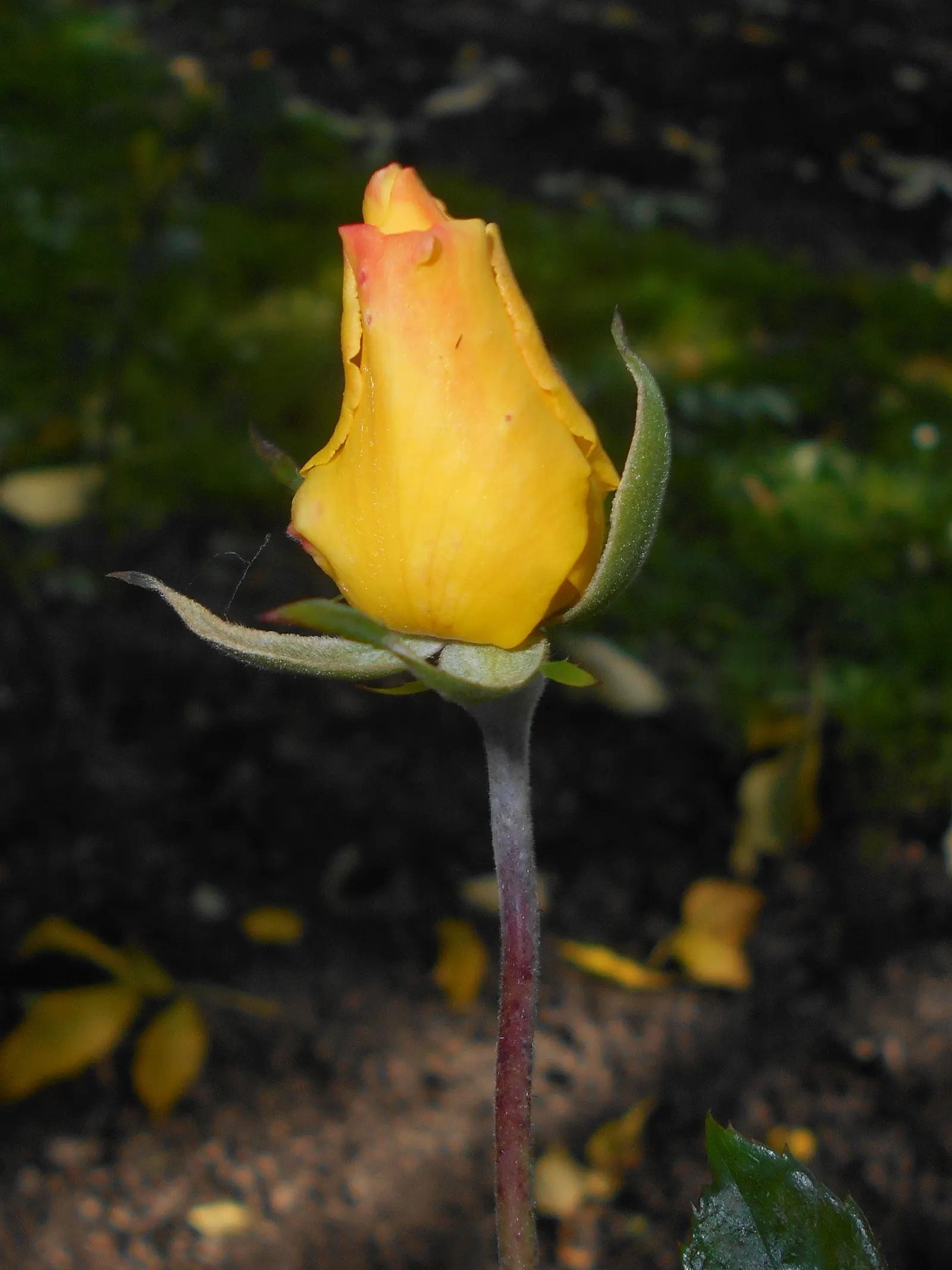 Golden Showers Climbing Rose (Rosa 'Golden Showers') — The Rosa 'Golden Showers' is an exceptional climbing rose renowned for its profuse