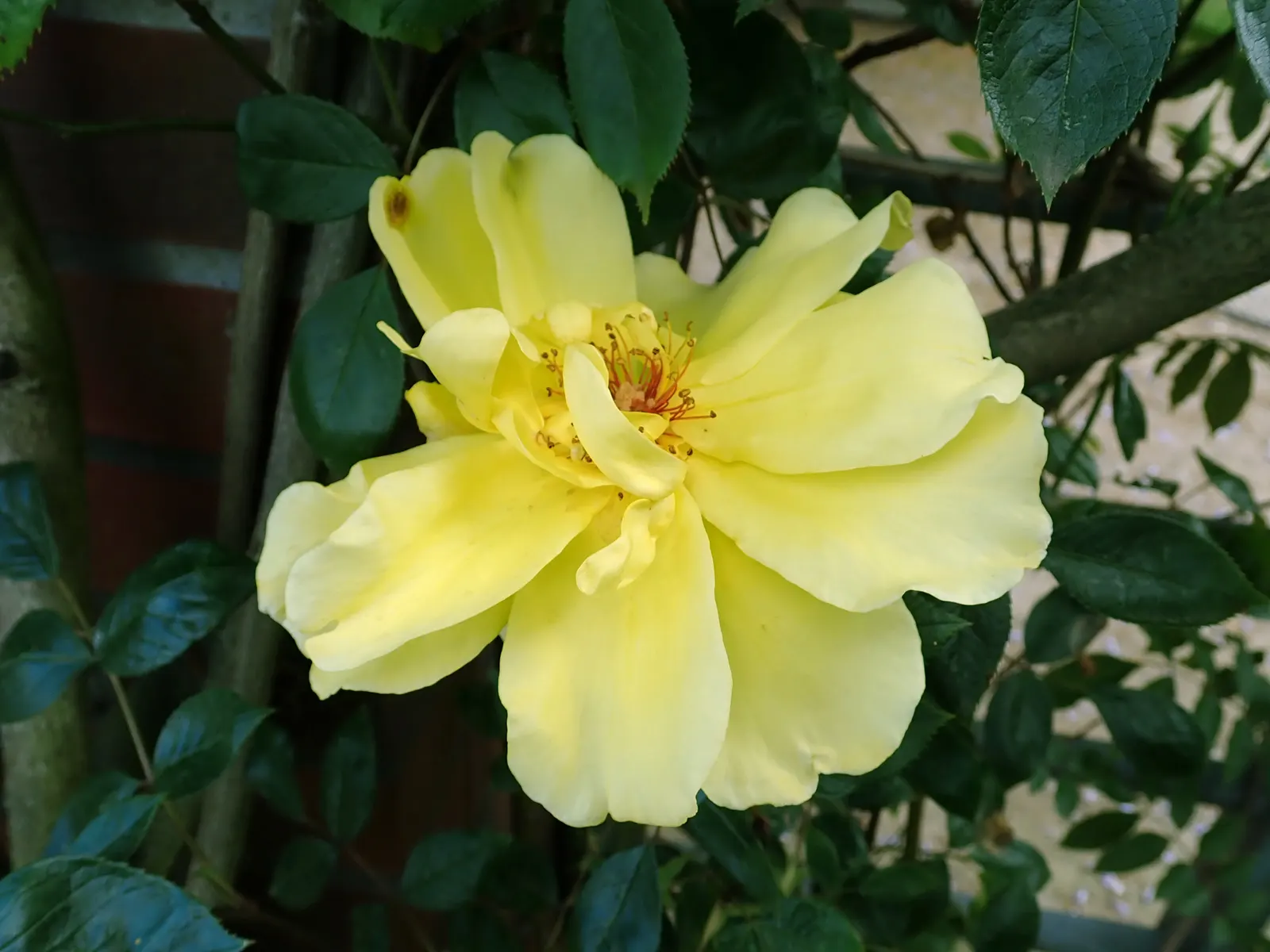 Golden Showers Climbing Rose (Rosa 'Golden Showers') — vertical element to the landscape