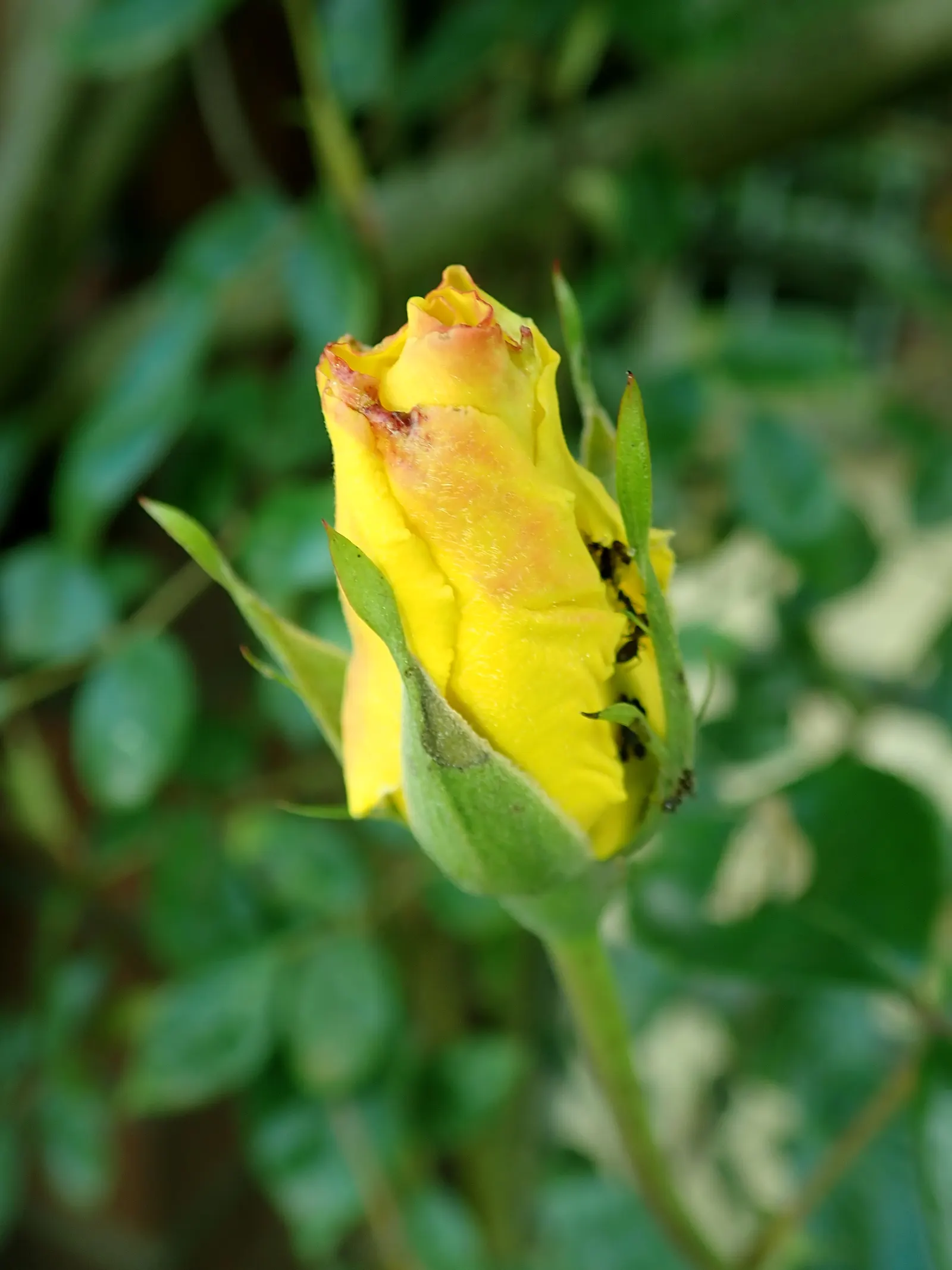 Golden Showers Climbing Rose (Rosa 'Golden Showers') — cascading blooms and vibrant color
