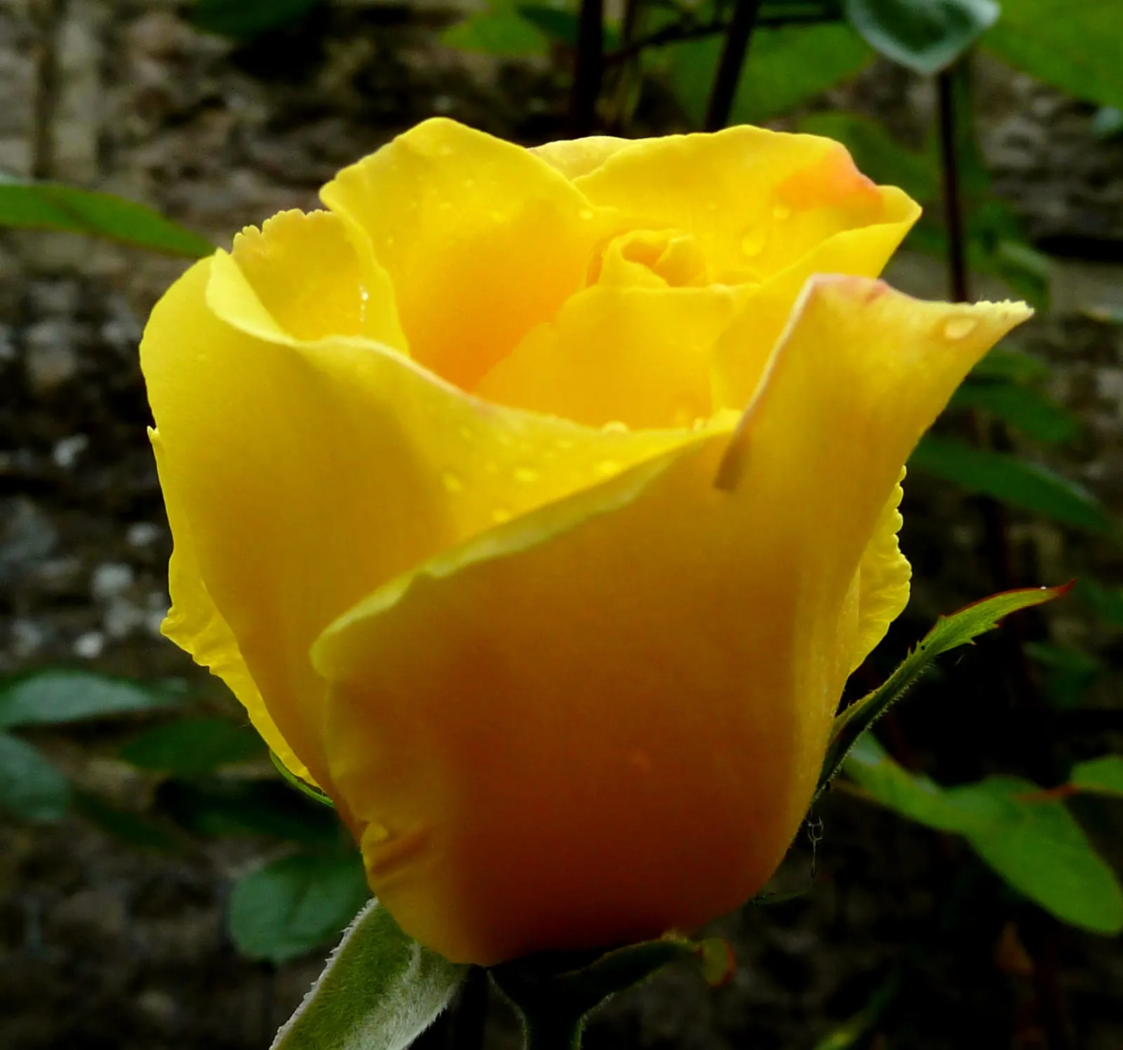 Golden Showers Climbing Rose (Rosa 'Golden Showers') — This cultivar reaches a mature height of 10 to 14 feet