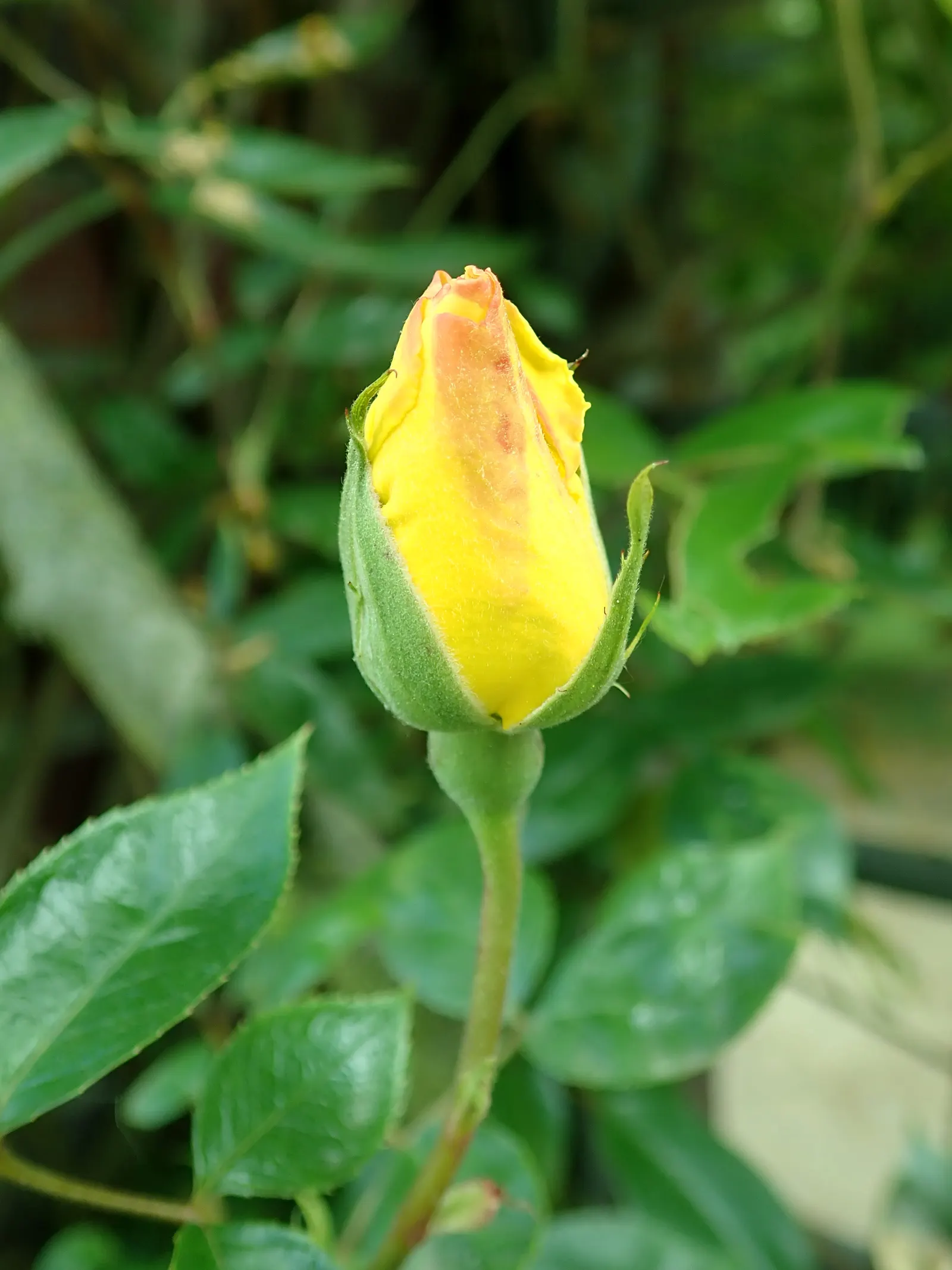 Golden Showers Climbing Rose (Rosa 'Golden Showers') — semi-double to double yellow flowers