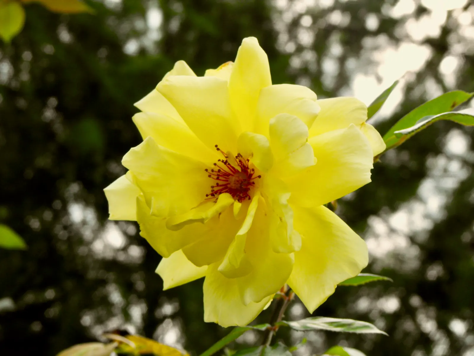 Golden Showers Climbing Rose (Rosa 'Golden Showers') — This disease-resistant variety prefers full sun and well-drained soil