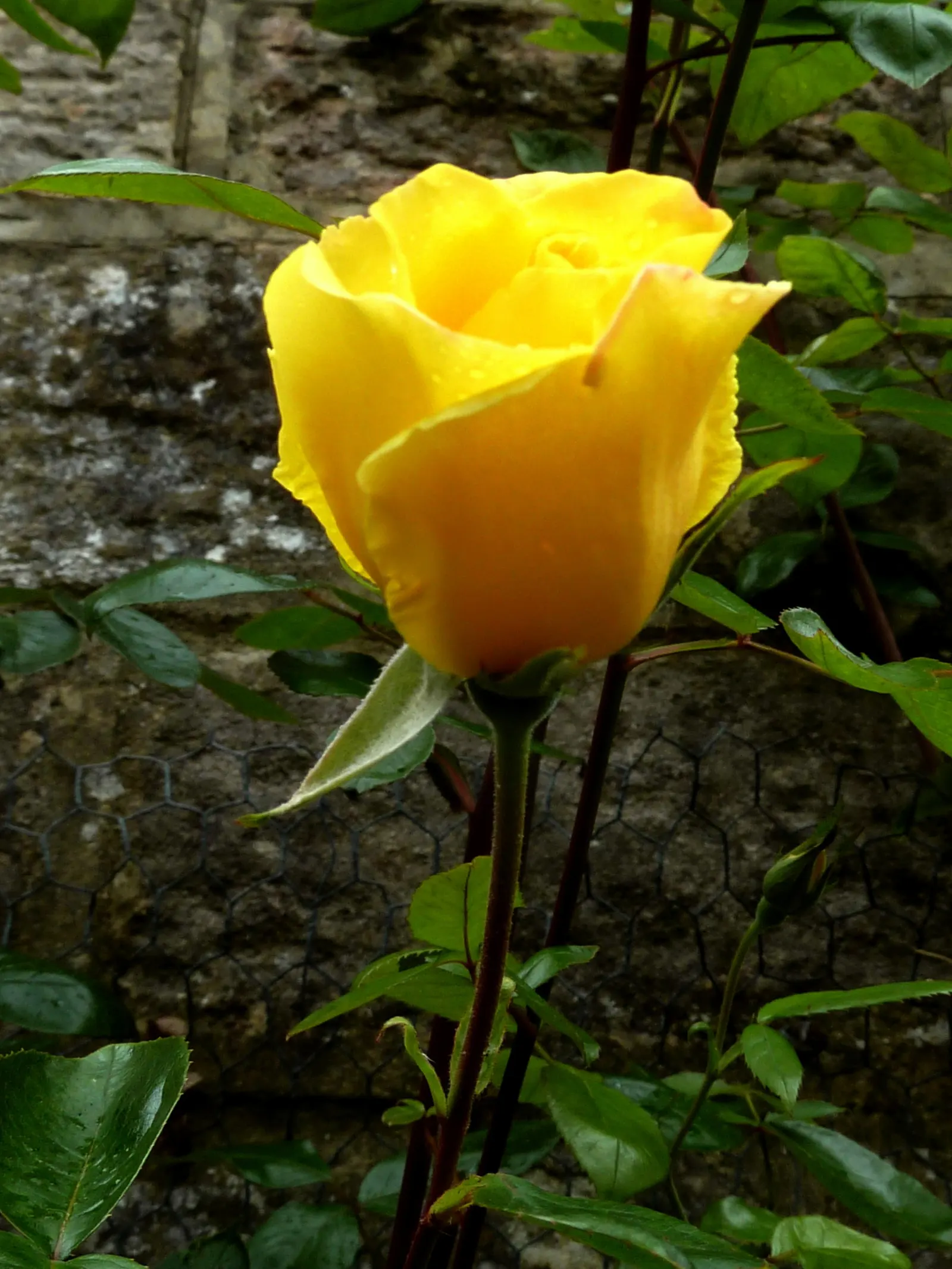 Golden Showers Climbing Rose (Rosa 'Golden Showers') — with a spread of 6 to 8 feet