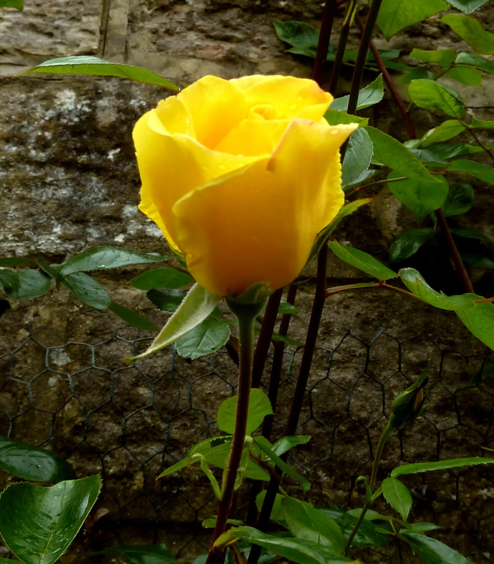 Golden Showers Climbing Rose (Rosa 'Golden Showers') — it flourishes in USDA hardiness zones 5 through 9