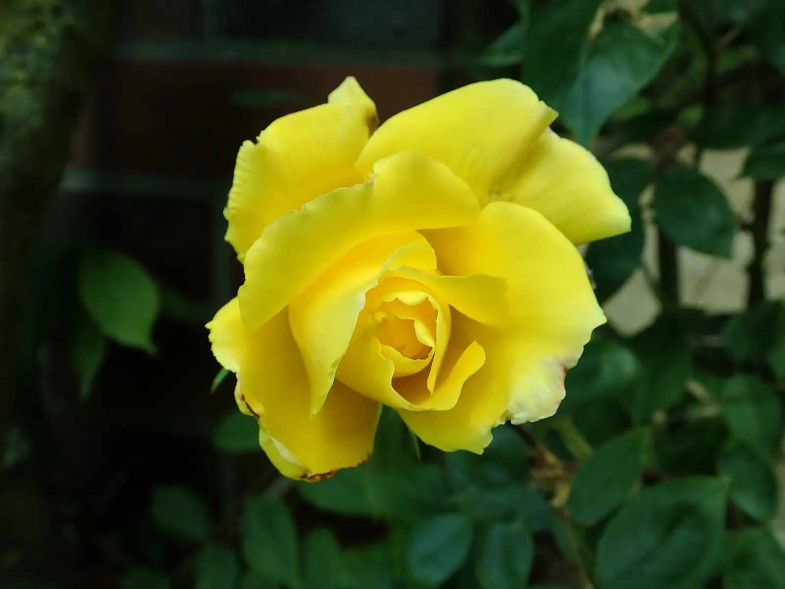 Golden Showers Climbing Rose (Rosa 'Golden Showers') — Its vibrant blossoms and versatile growth habit make it ideal for arches