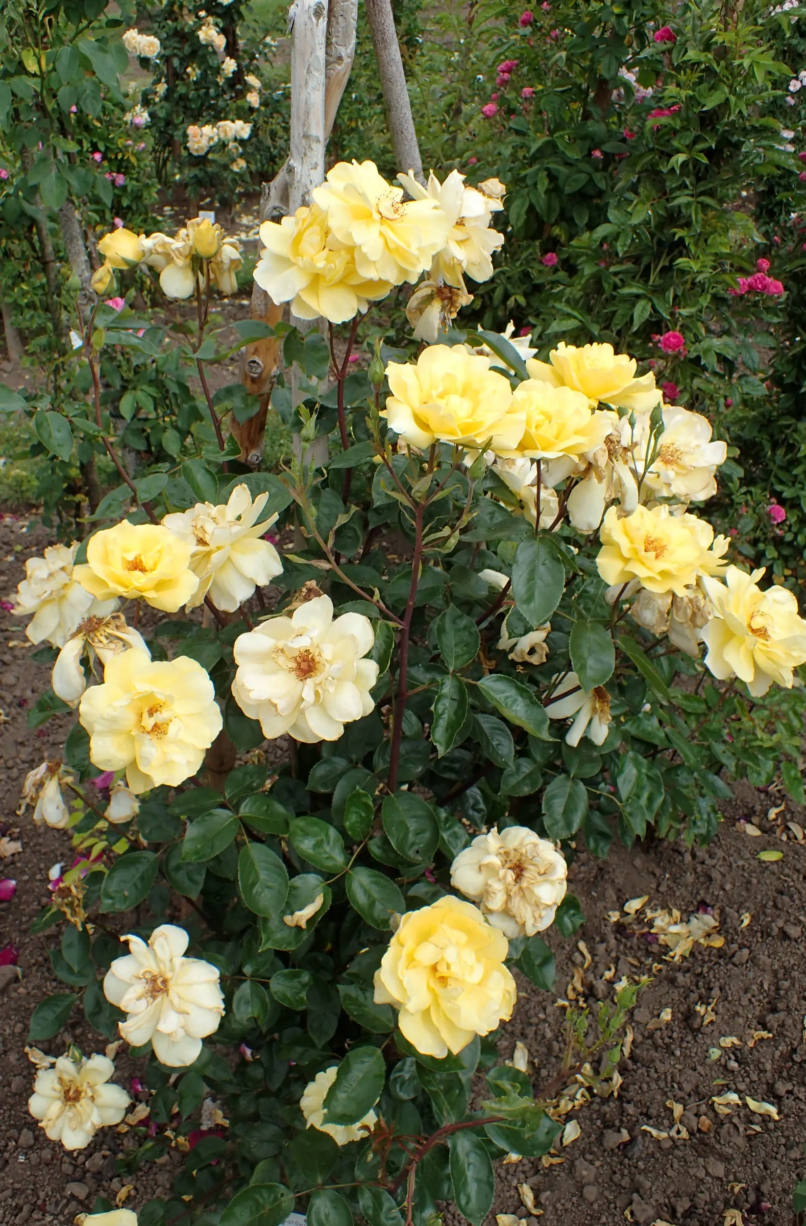 Golden Showers Climbing Rose (Rosa 'Golden Showers') — demonstrating considerable cold-hardiness for a climbing rose