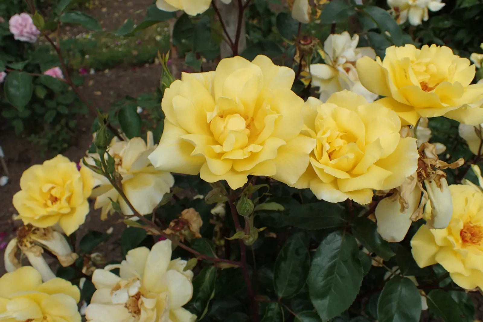 Golden Showers Climbing Rose (Rosa 'Golden Showers') — It blooms from late spring to fall, reaching heights of up to 10-12 feet and spreads 6-8 feet