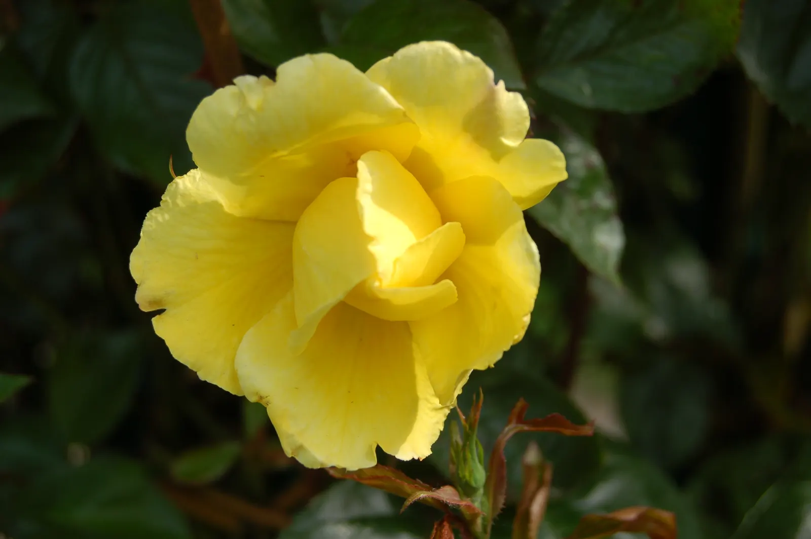 Golden Showers Climbing Rose (Rosa 'Golden Showers') — making it an ideal selection for trellises