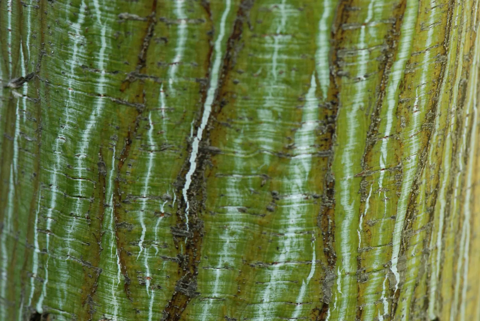 David's Maple (Acer Davidii) — David's Maple creates a broadly oval to rounded silhouette; yielding to scarlet and yellow hues in fall, image 58
