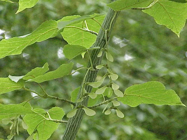 David's Maple (Acer Davidii) — Moderate water requirements make it moderately drought-tolerant once established.<br><br>In spring; this maple is, image 60