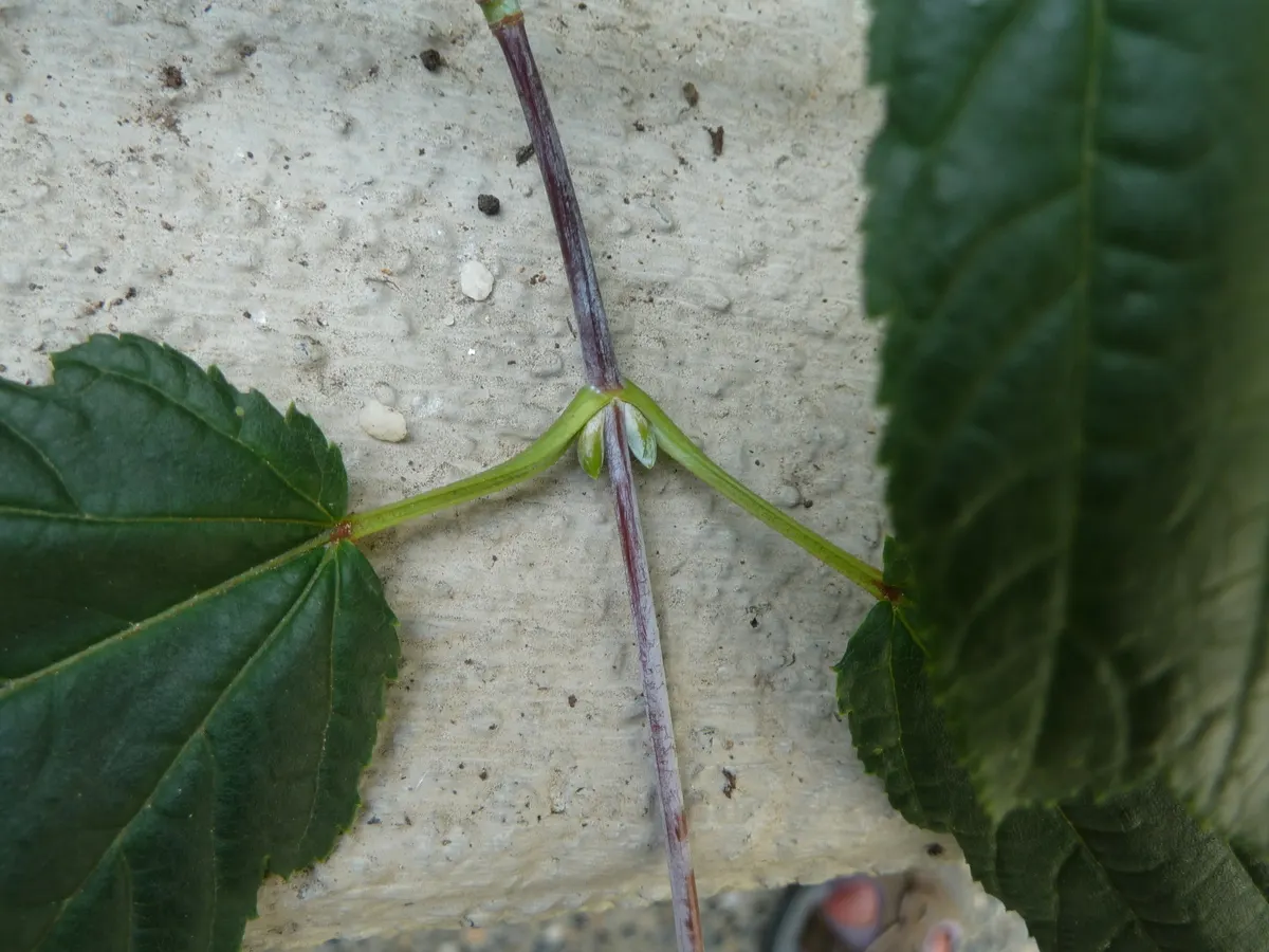 David's Maple (Acer Davidii) — who first introduced it to Western gardens; it thrives in USDA Hardiness Zones 6 through 8, preferring well-drained, image 56