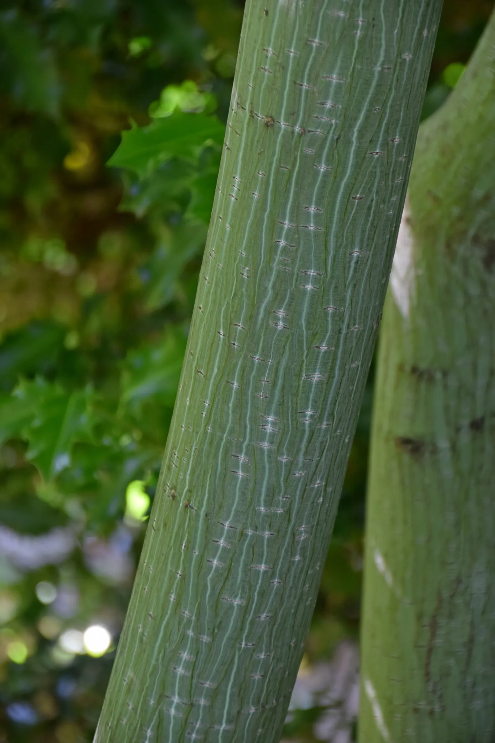 David's Maple (Acer Davidii) — is an exquisite deciduous tree that adds a splash of elegance and texture to any landscape design