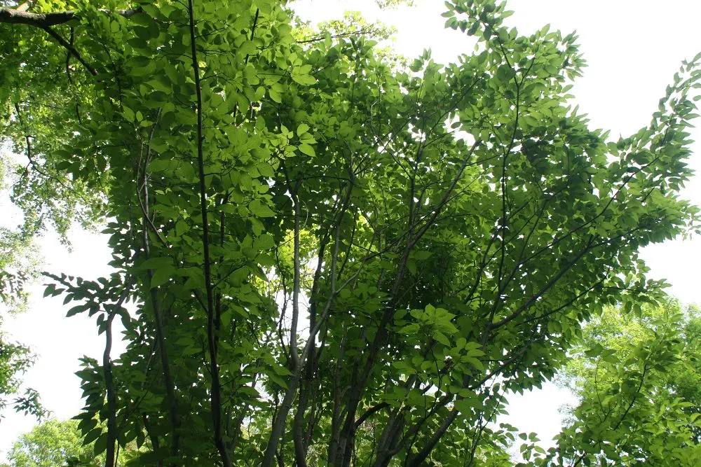 David's Maple (Acer Davidii) — is a striking deciduous tree revered for its smooth