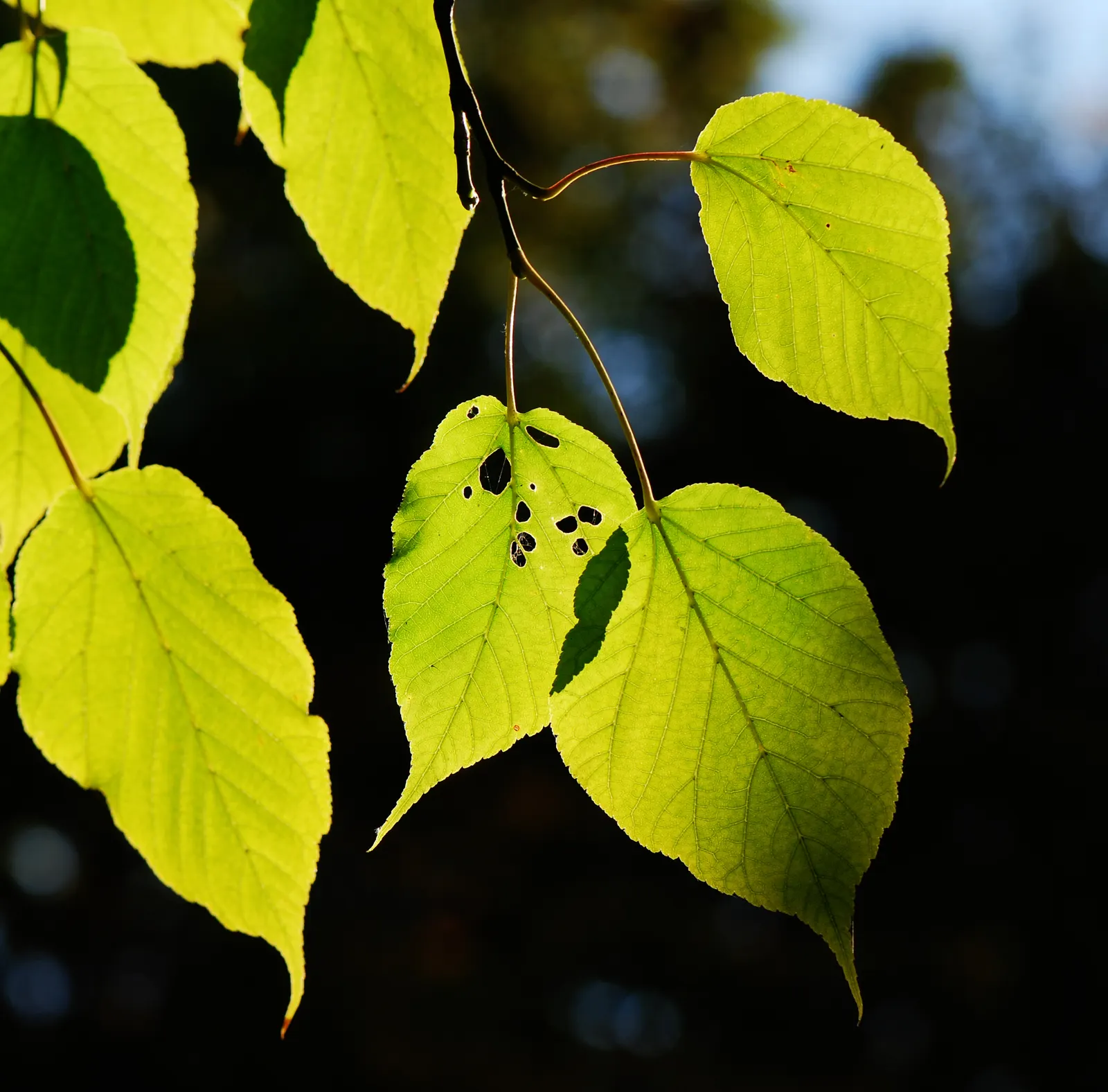 David's Maple (Acer Davidii) — Low-maintenance and pest-resistant; commonly known as David's Maple, image 52
