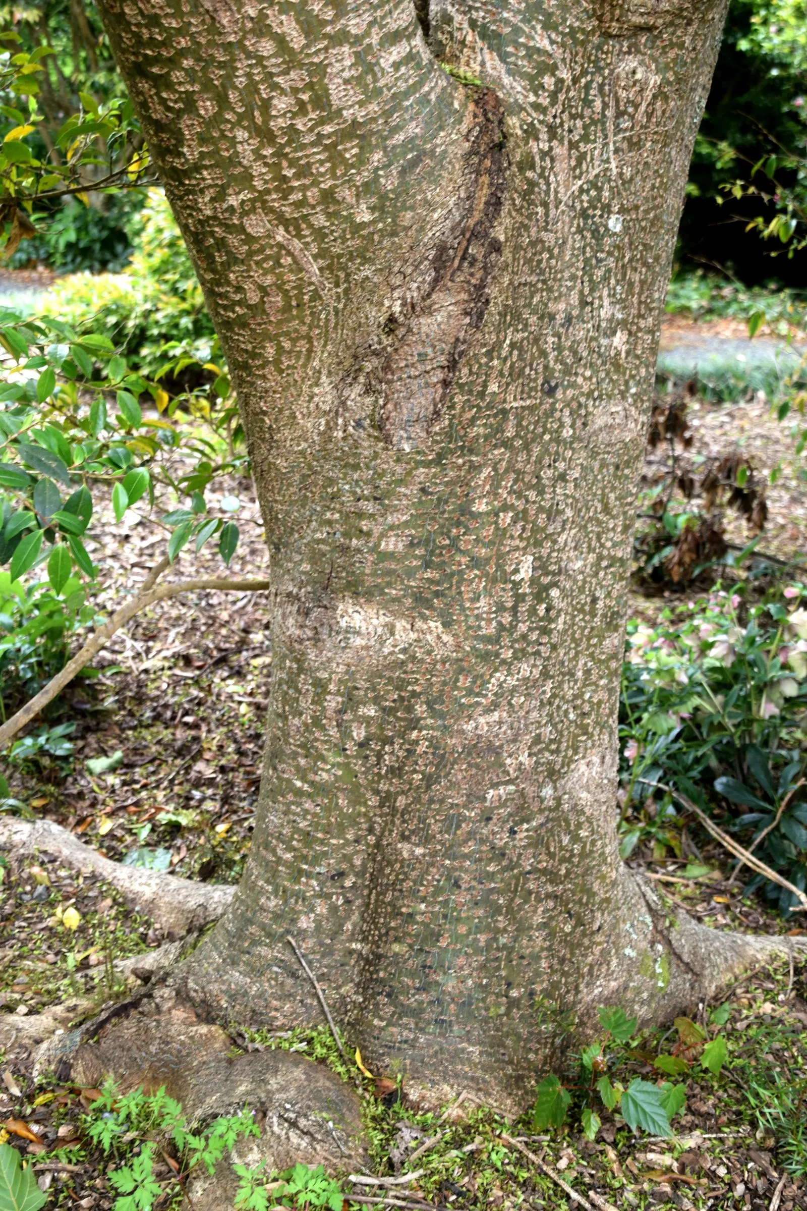 David's Maple (Acer Davidii) — Low-maintenance and pest-resistant
