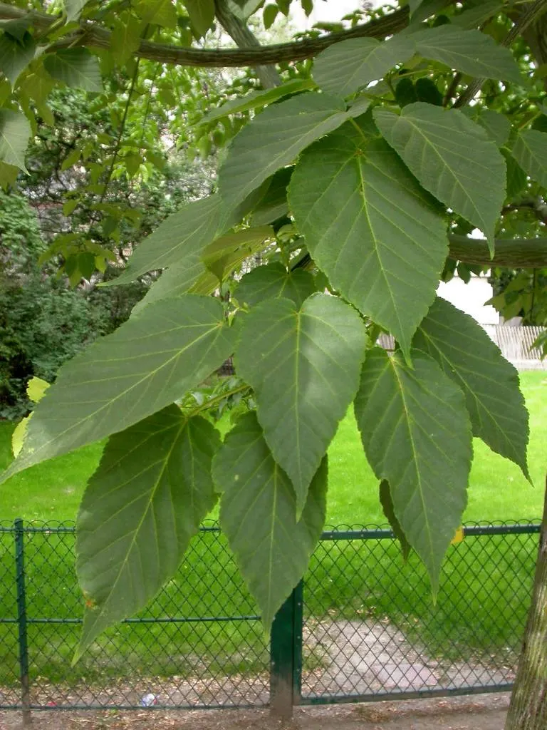 David's Maple (Acer Davidii) — providing brilliant fall color.<br><br>For optimal growth; it benefits from full sun to partial shade exposure, image 63