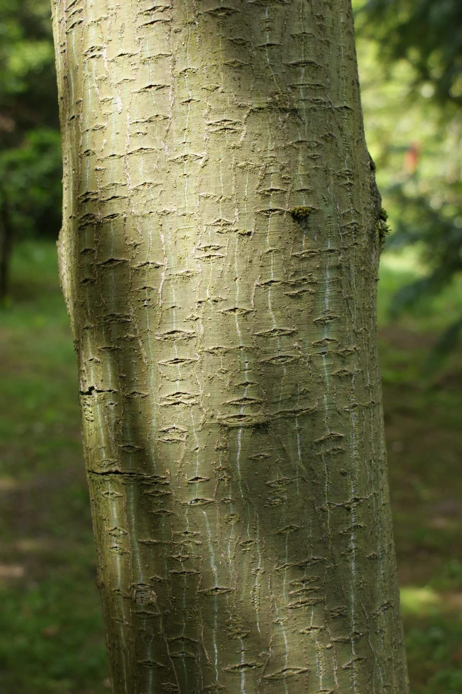 David's Maple (Acer Davidii) — transitioning to a more muted gray with age; tree for half or shade, image 57