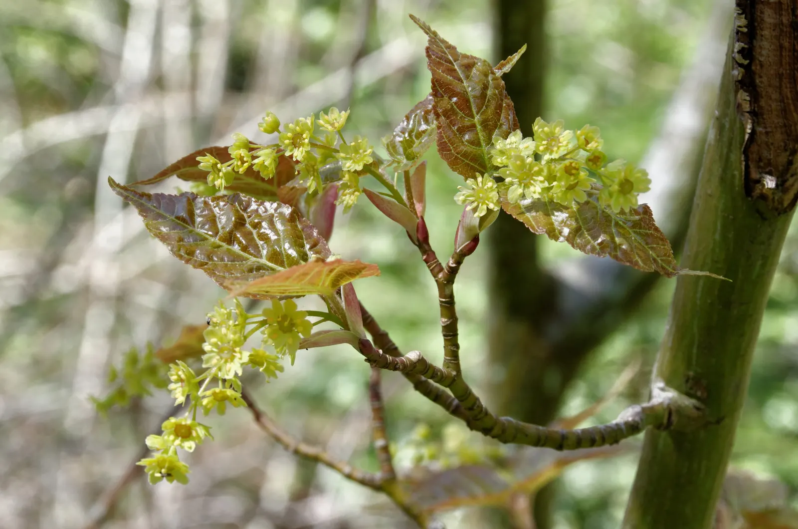 David's Maple (Acer Davidii) — is a striking deciduous tree revered for its smooth; prefers partial to full sun, image 45