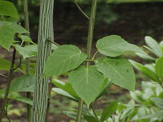 David's Maple (Acer Davidii) — green-striped bark and elegant; named after Father Armand David, image 46