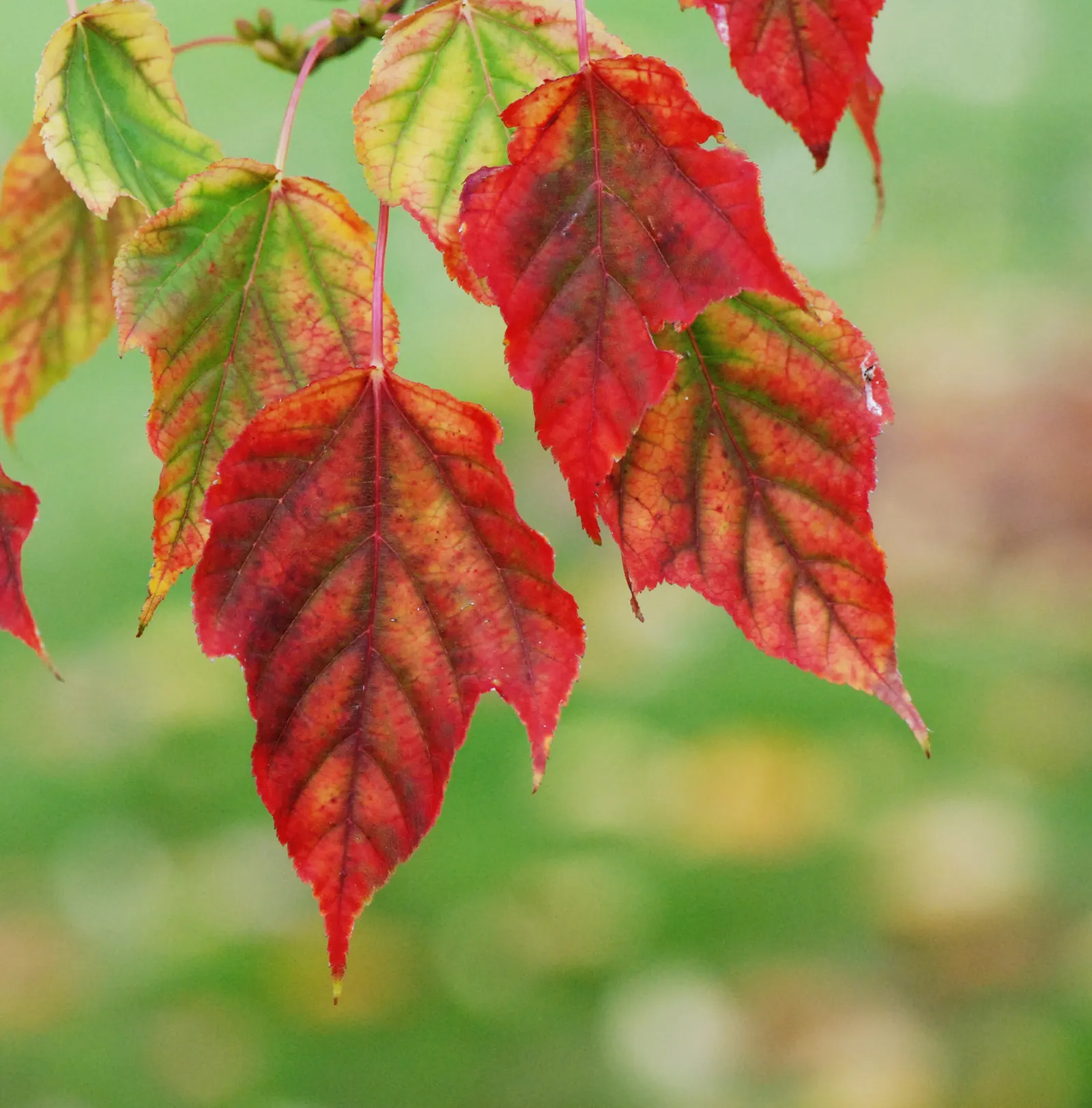 David's Maple (Acer Davidii) — commonly known as David's Maple