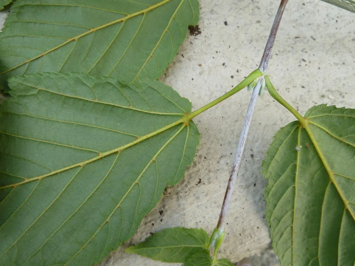 David's Maple (Acer Davidii) — its delicate foliage unfurls in a vibrant green; is an exquisite deciduous tree that adds a splash of elegance and, image 49