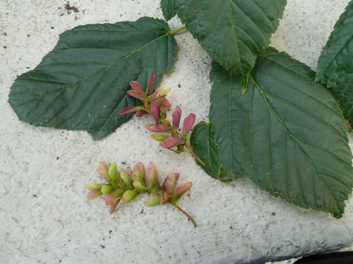 David's Maple (Acer Davidii) — commonly known as David's Maple; moderate water requirements make it moderately drought-tolerant once, image 53
