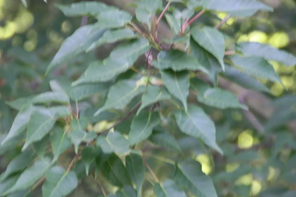 David's Maple (Acer Davidii) — Low-maintenance and pest-resistant; commonly known as David's Maple