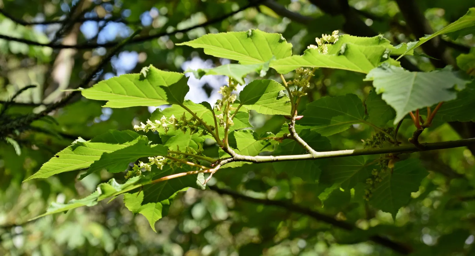David's Maple (Acer Davidii) — Ideal in USDA Zones 5-7, it matures to around 20-30 feet tall and wide, creating a rounded canopy