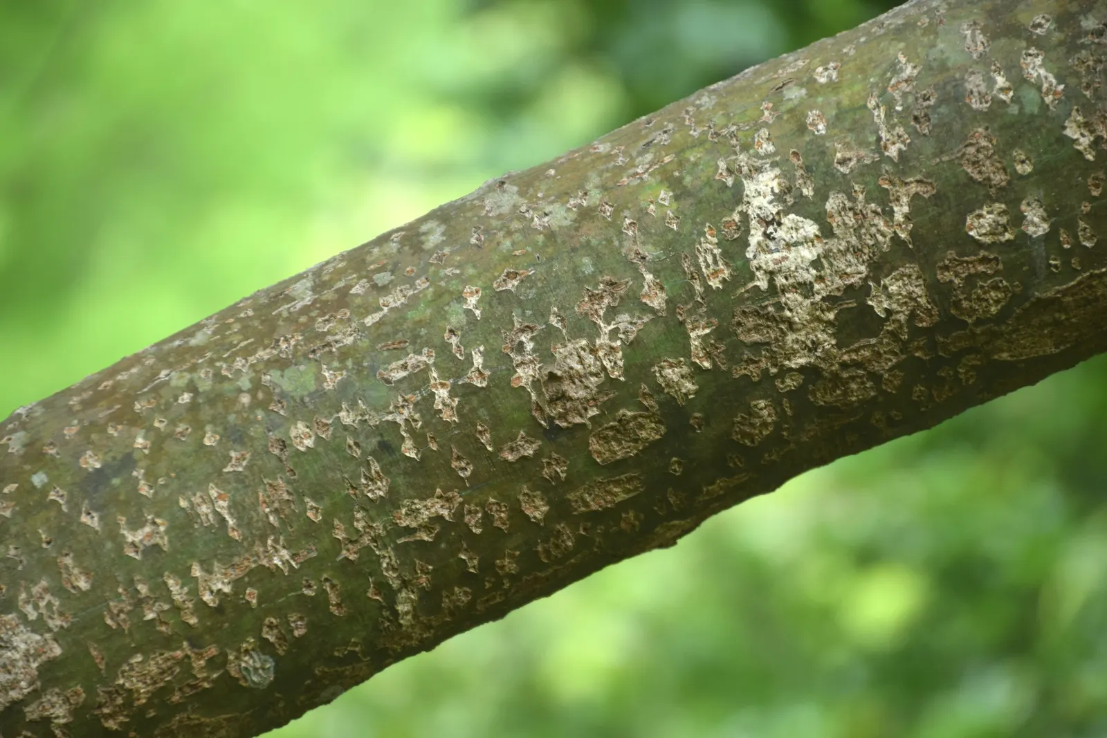 David's Maple (Acer Davidii) — small yellow flowers emerge; followed by inconspicuous flowers, image 61
