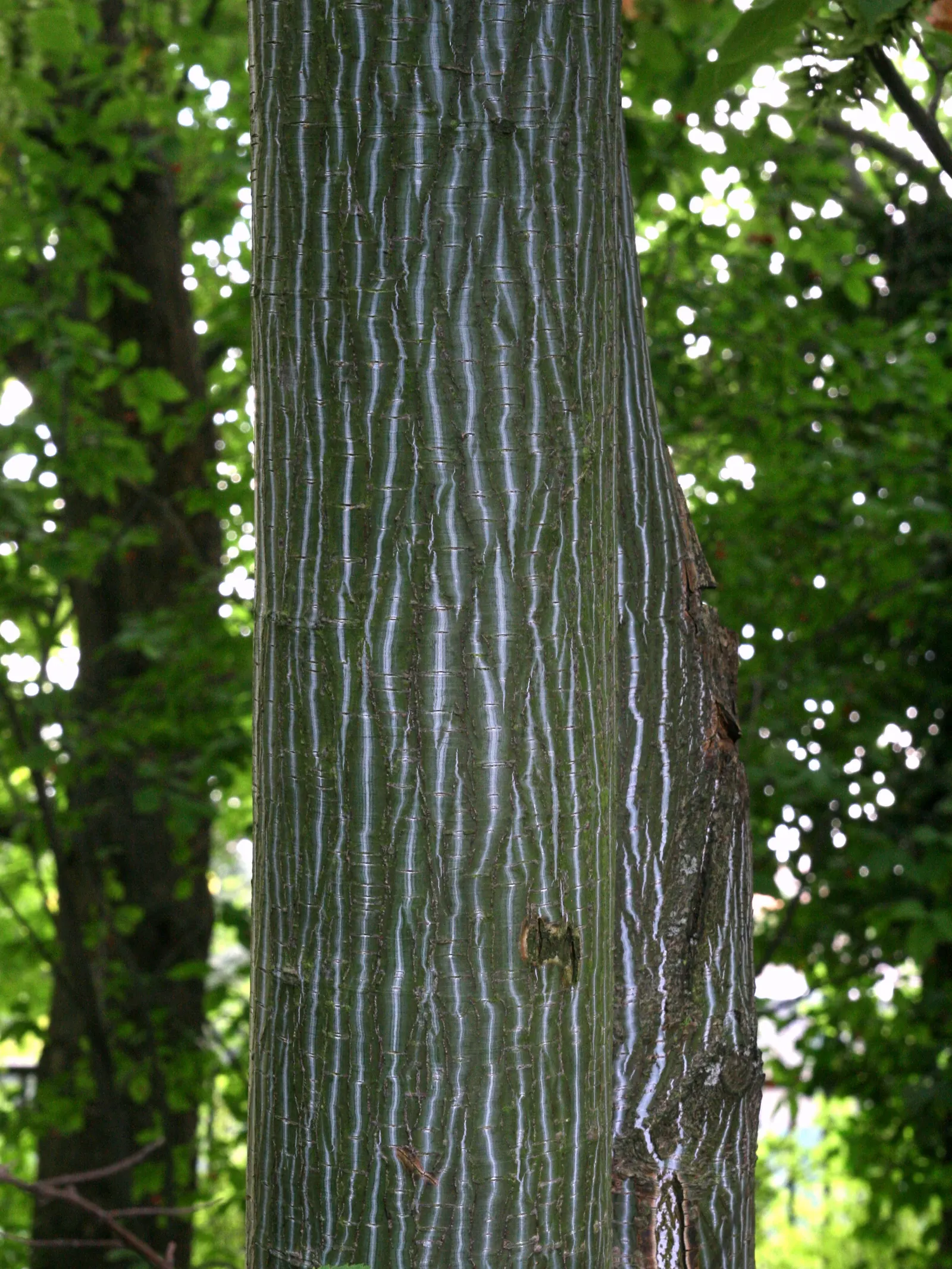 David's Maple (Acer Davidii) — David's Maple creates a broadly oval to rounded silhouette