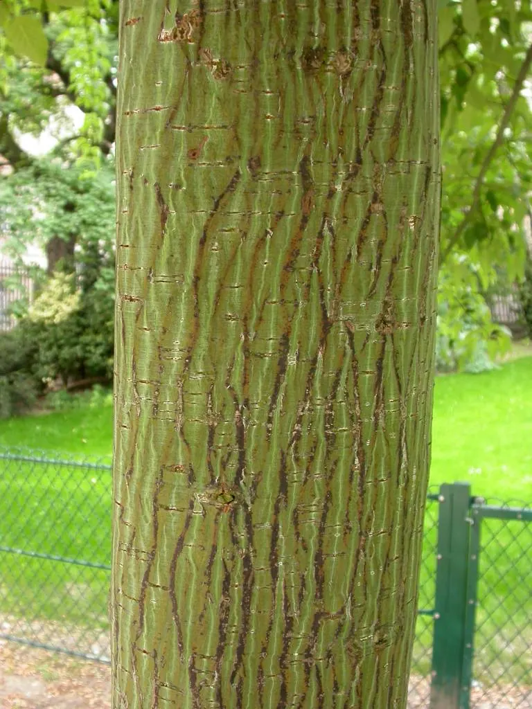 David's Maple (Acer Davidii) — its delicate foliage unfurls in a vibrant green