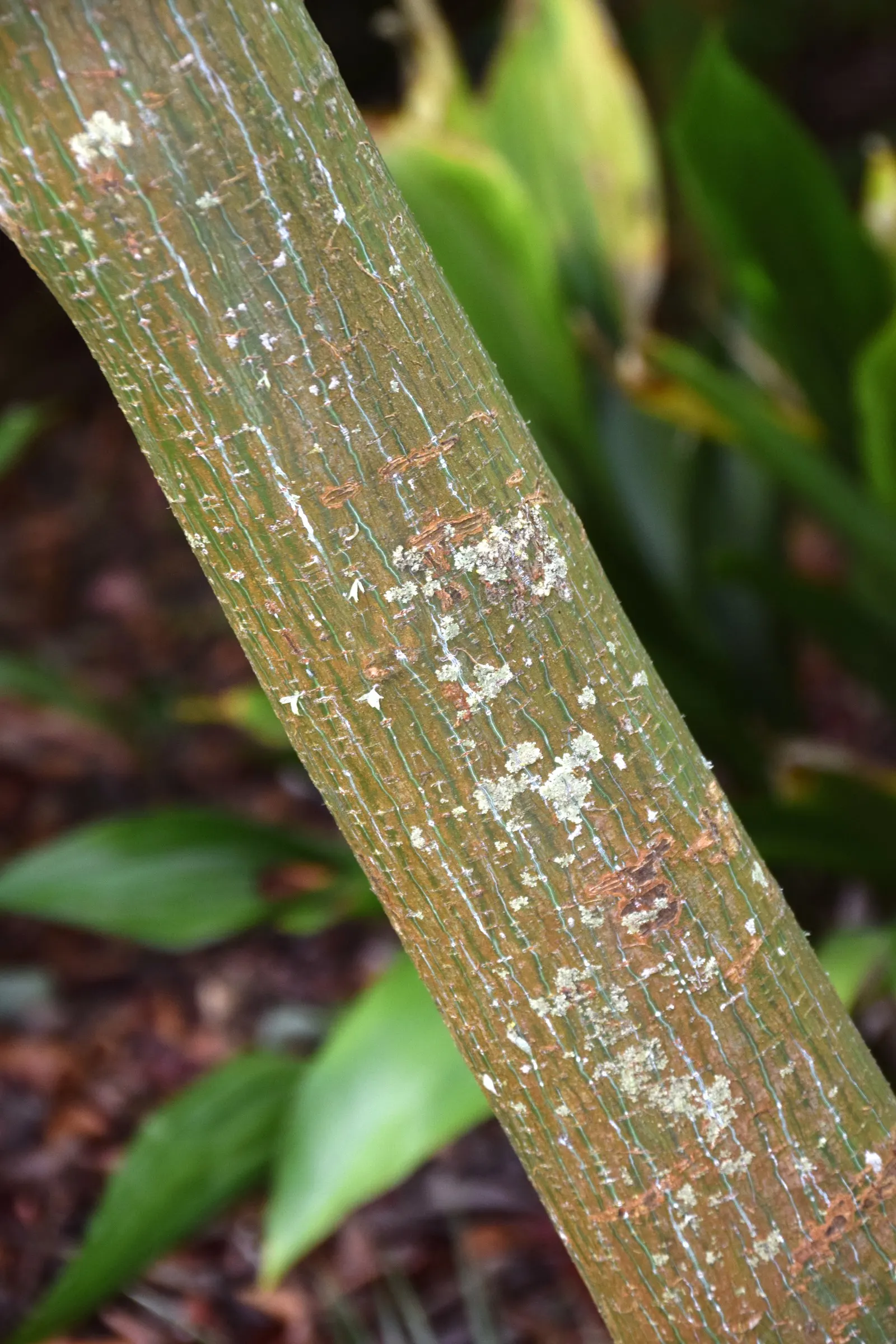 David's Maple (Acer Davidii) — yielding to scarlet and yellow hues in fall; green-striped bark and elegant, image 51