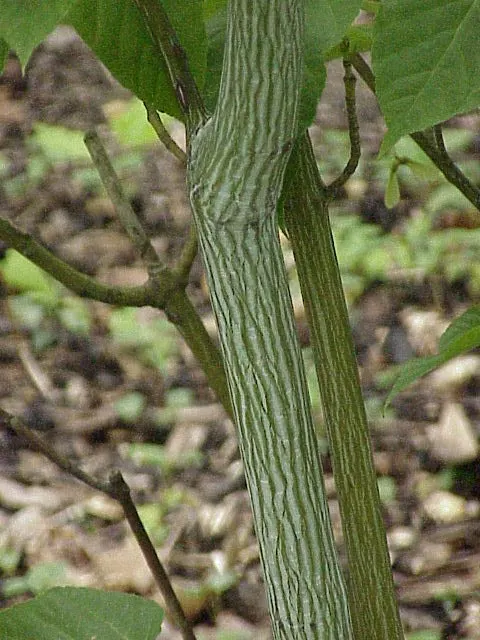 David's Maple (Acer Davidii) — Named after Father Armand David; low-maintenance and pest-resistant, image 55