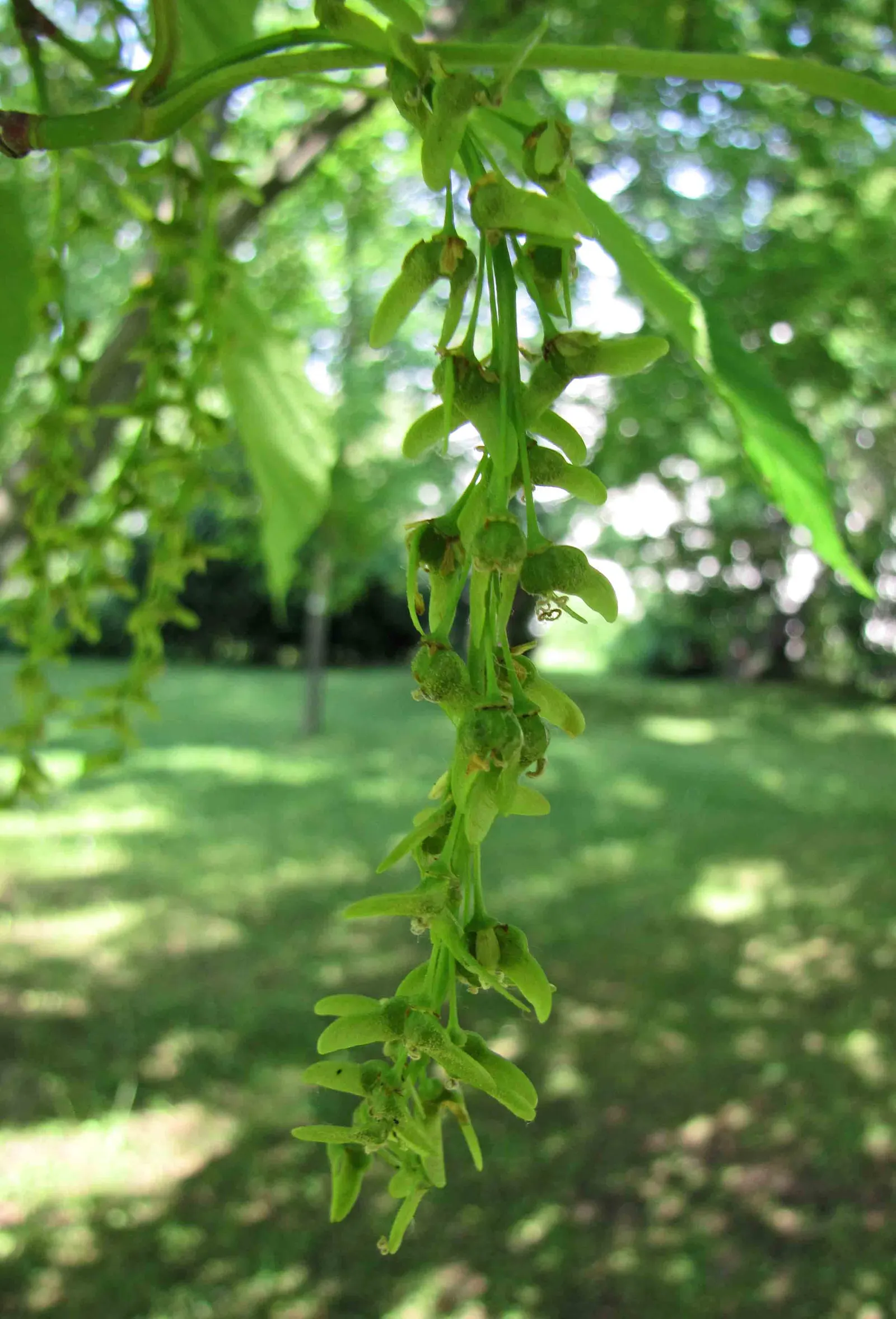 David's Maple (Acer Davidii) — It thrives in USDA Hardiness Zones 6 through 8, preferring well-drained, slightly acidic to neutral soil